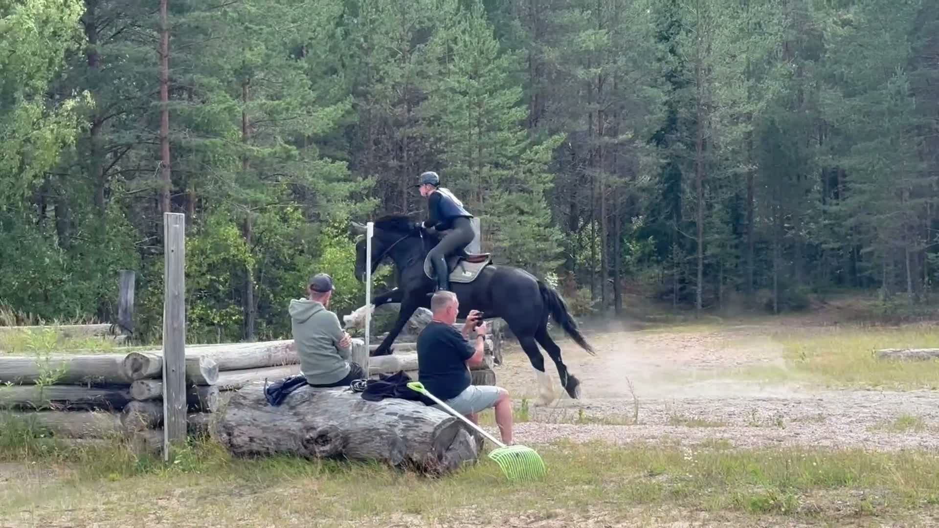 Allround hästar till salu: Mysig allround tjej  - Video 1
