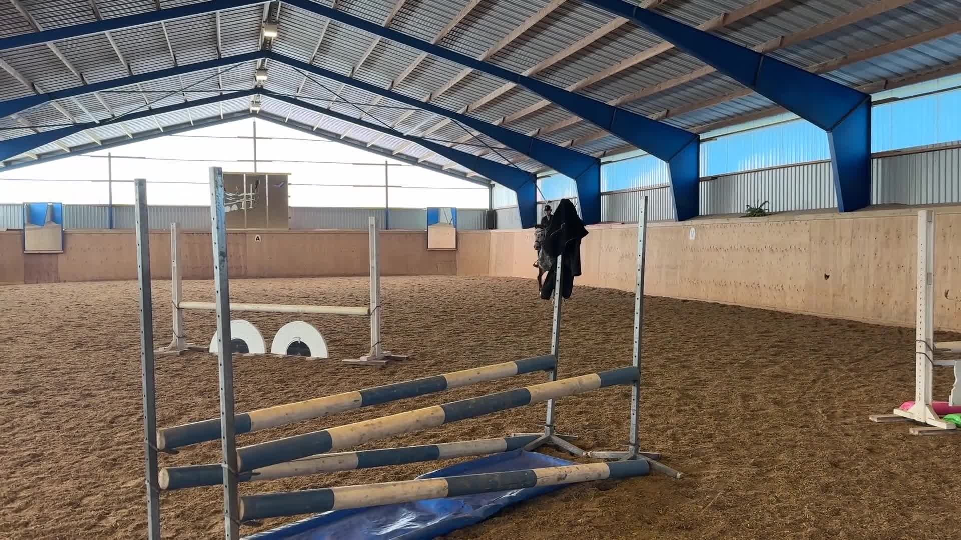 Hoppning hästar till salu: Lovande unghäst - Video 1