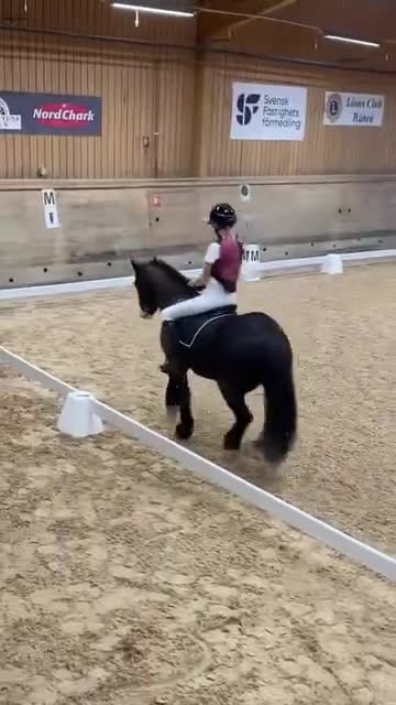 Allround hästar till salu: Tiger söker nytt hem 🖤 - Video 1