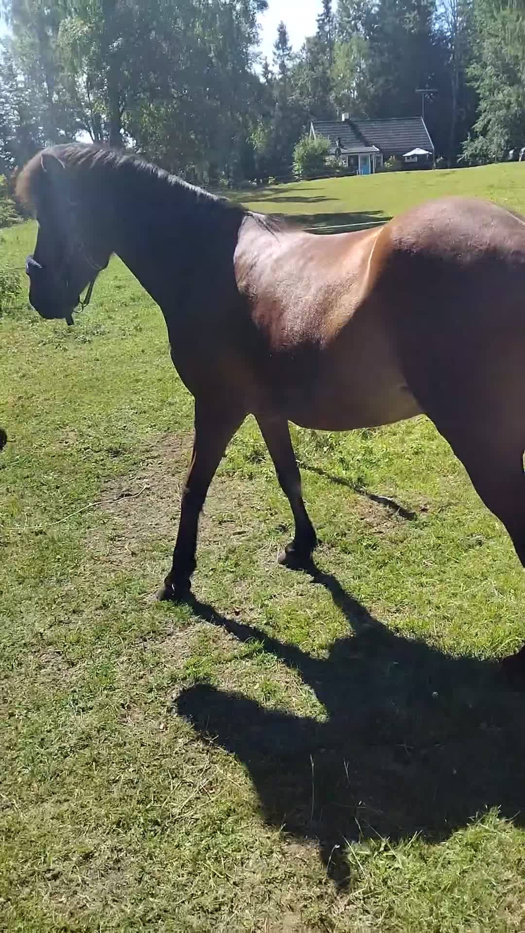 Island hästar till salu: Snygg med mycket vilja - Video 1