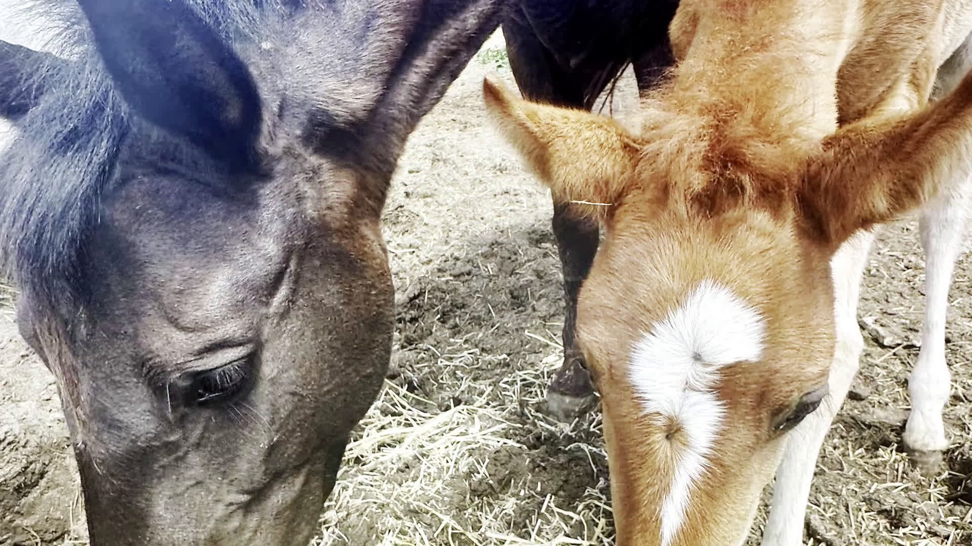 Dressyr hästar till salu: Nätt och lättriden blandrashäst  i Conil de la Frontera - Video 1