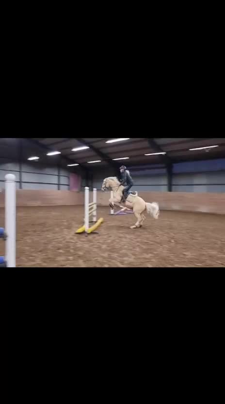 Allround hästar till salu: Valack med utstrålning! - Video 1
