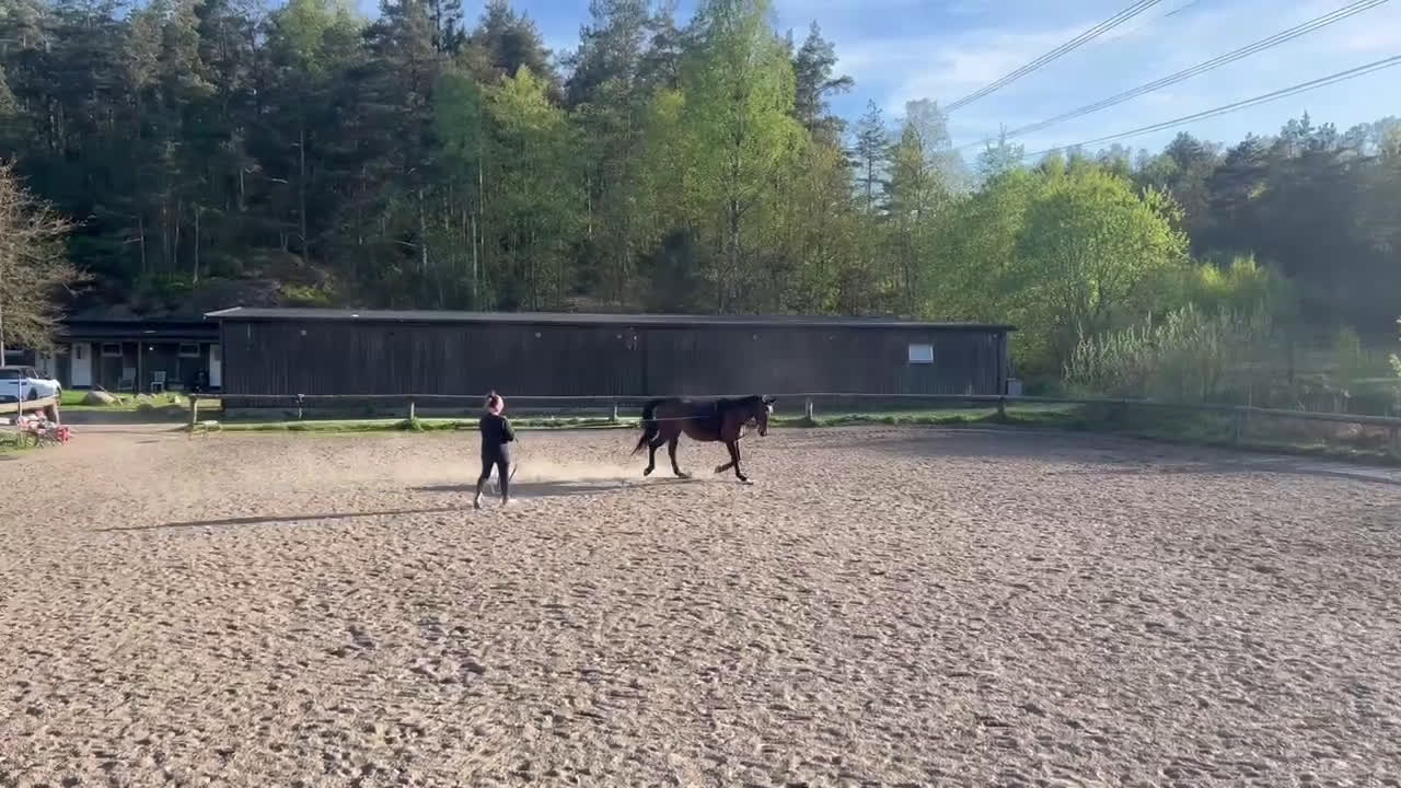 Allround hästar till salu: Ridtravara  i Göteborg - Video 2