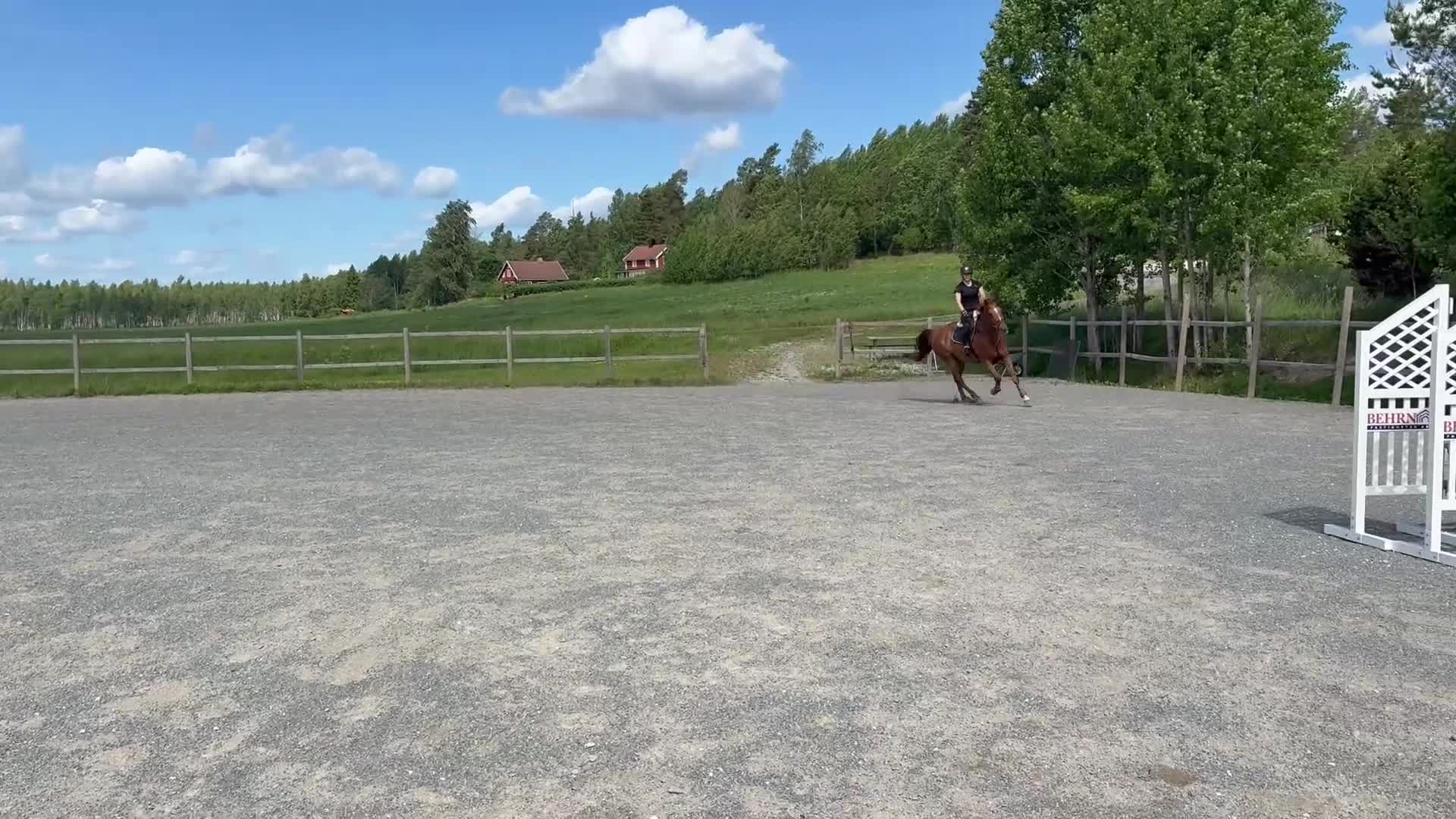 Hoppning hästar till salu: Trevlig 4 årig valack  - Video 2