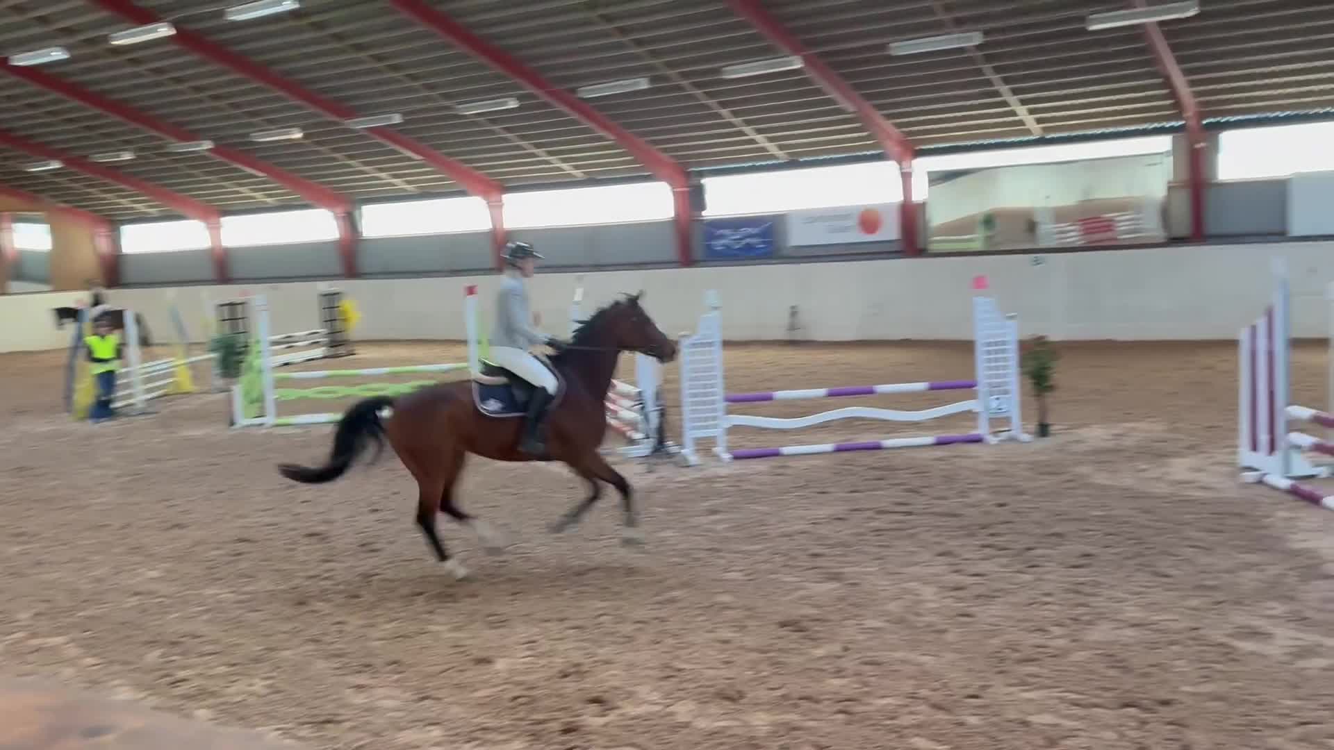 Hoppning hästar till salu: Talangfullt sto e: Conthargos- Balou du Rouet  - Video 1