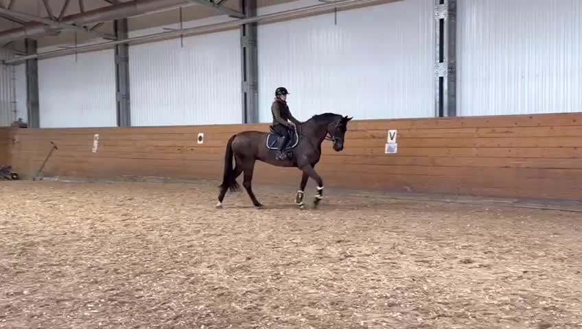 Dressyr hästar till salu: Trevligt sto - Video 2