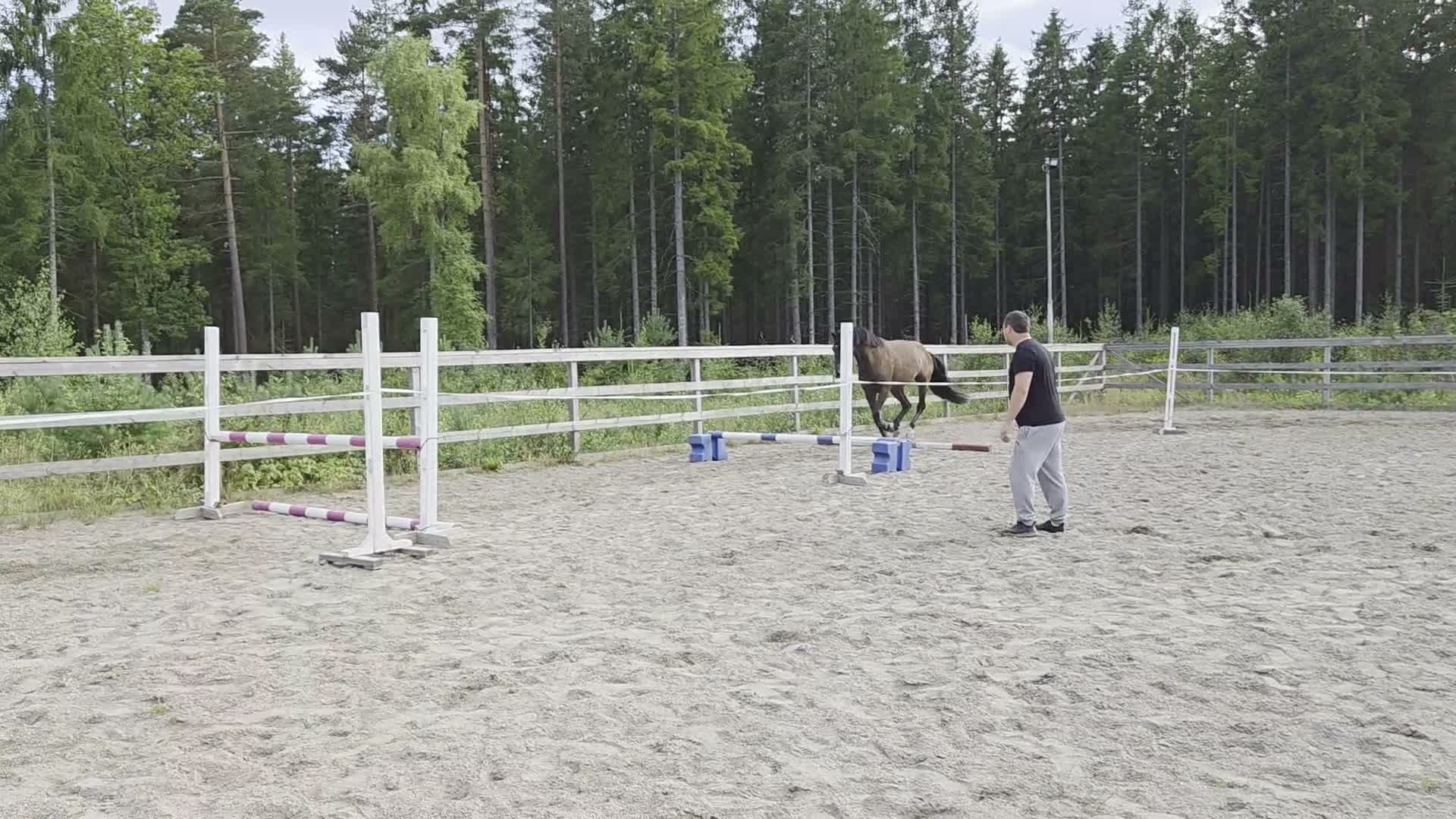 Hoppning hästar till salu: Unghäst för framtiden e: Mr Vain - Video 3
