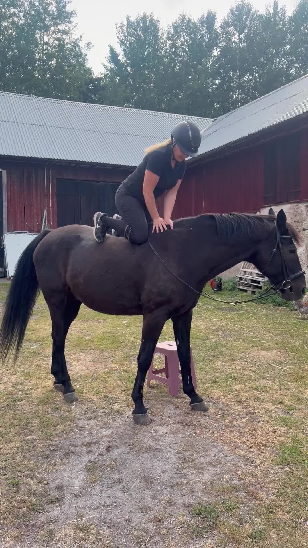 Allround hästar till salu: Härlig valack söker kärleksfullt föralltidhem - Video 2