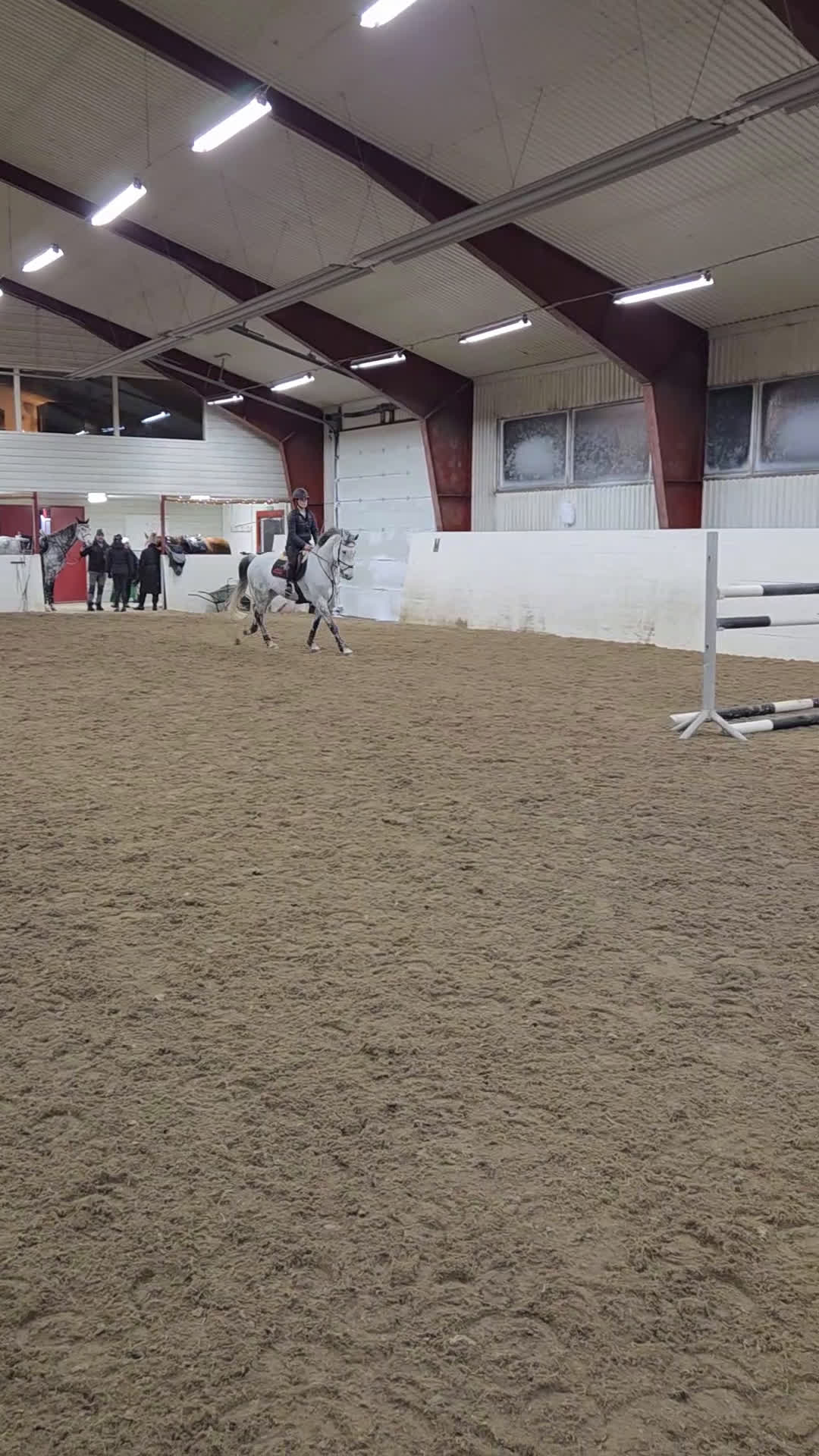 Hoppning hästar till salu: Välutbildad hopphäst - Video 1