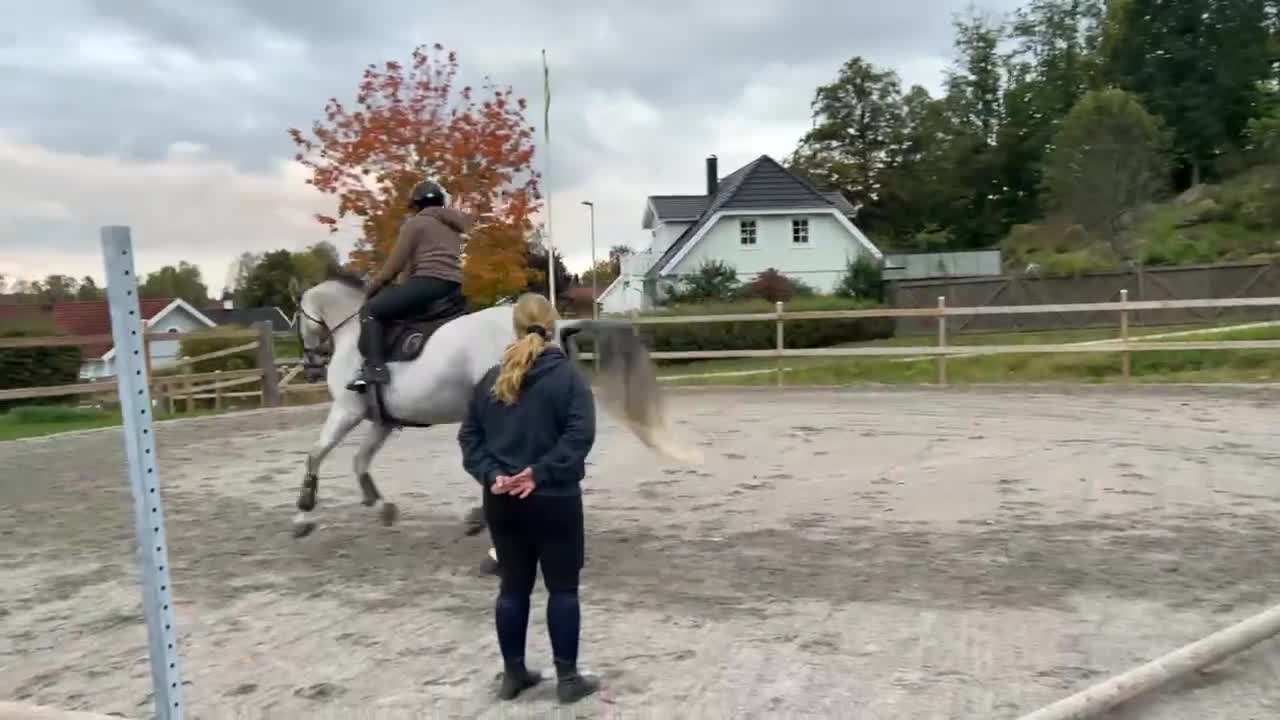  foderhäst finnes: Fint litet sto - Video 1