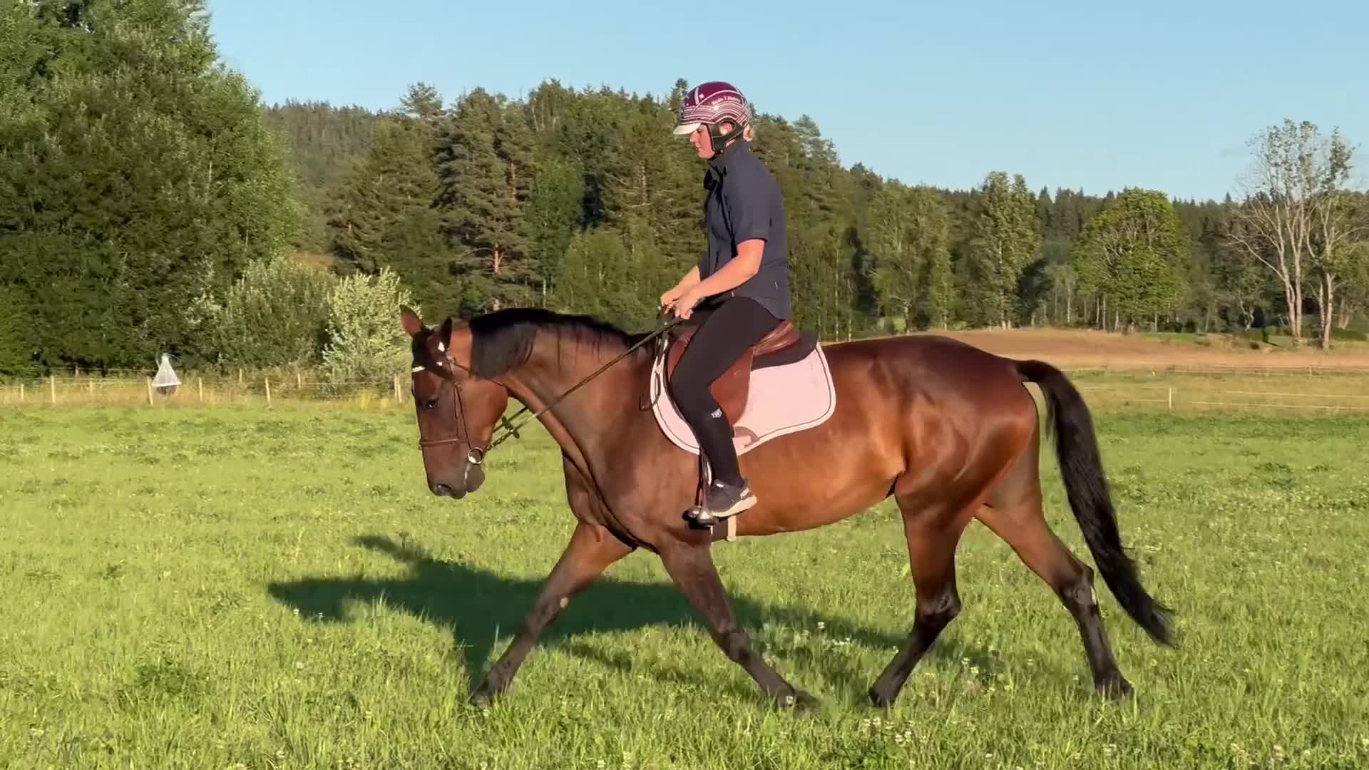 Allround hästar till salu: Ridtravare säljes/foder - Video 1