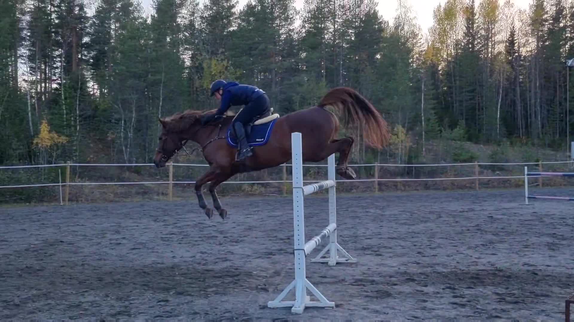 Hoppning hästar till salu: Bästa vän säljes - Video 1