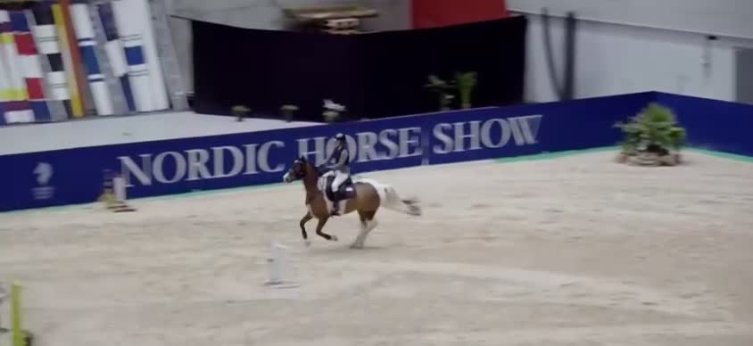 Allround hästar till salu: Mångsidig ponny med kapacitet  - Video 3