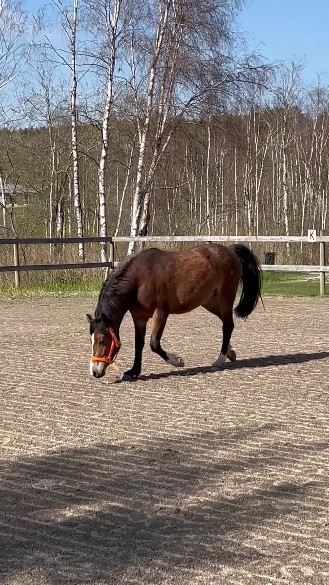 Allround hästar till salu: Mor och dotter ponny - Video 2