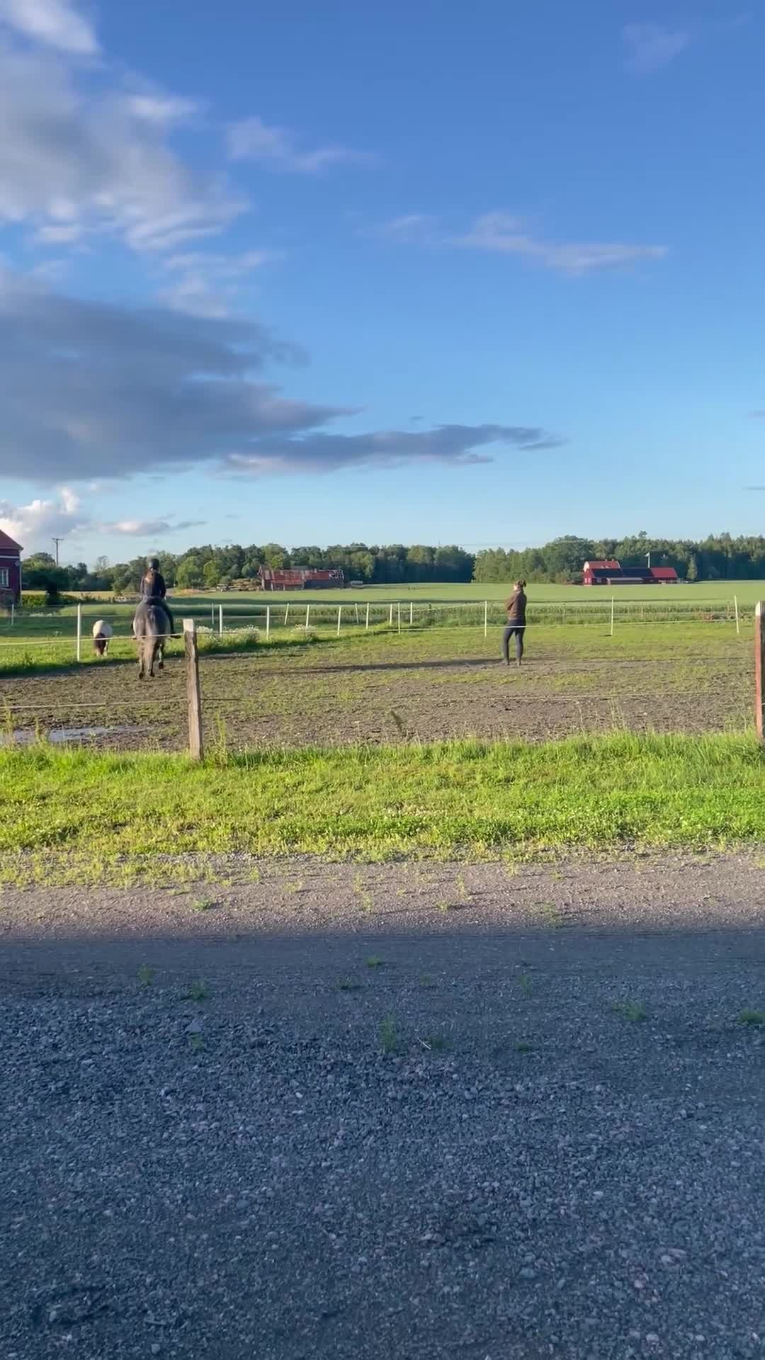 Allround hästar till salu: C-ponny, allround ponny, sällskap. - Video 1