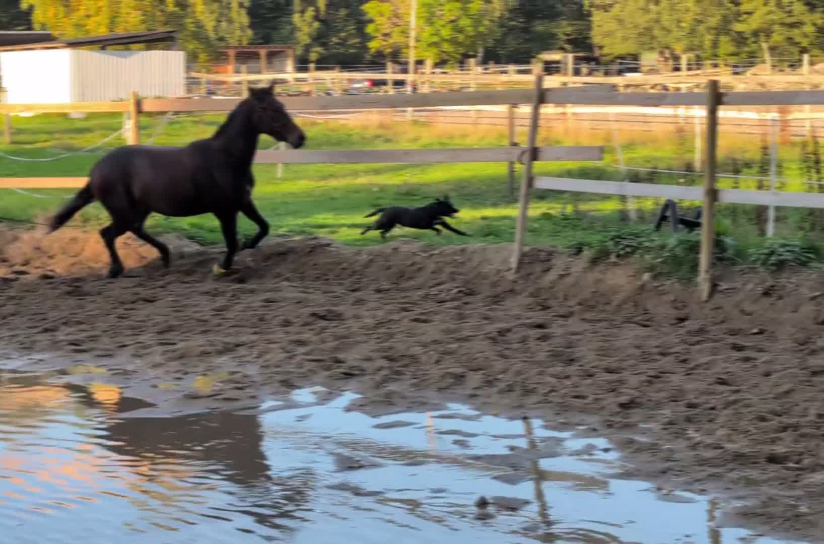 Trav hästar till salu: Genomsnäll kille. - Video 3