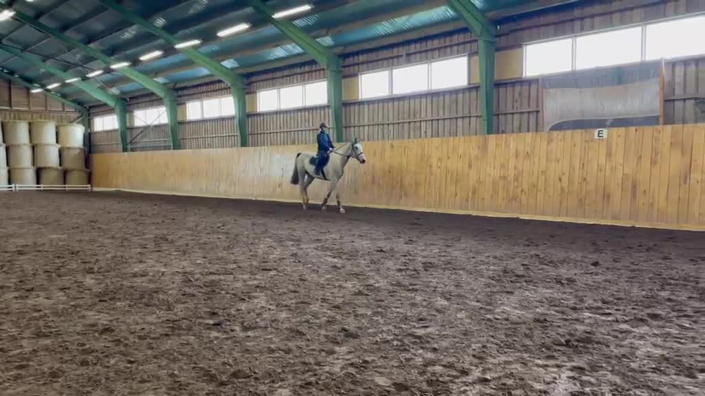 Hoppning hästar till salu: 3 årig SWB  - Video 3
