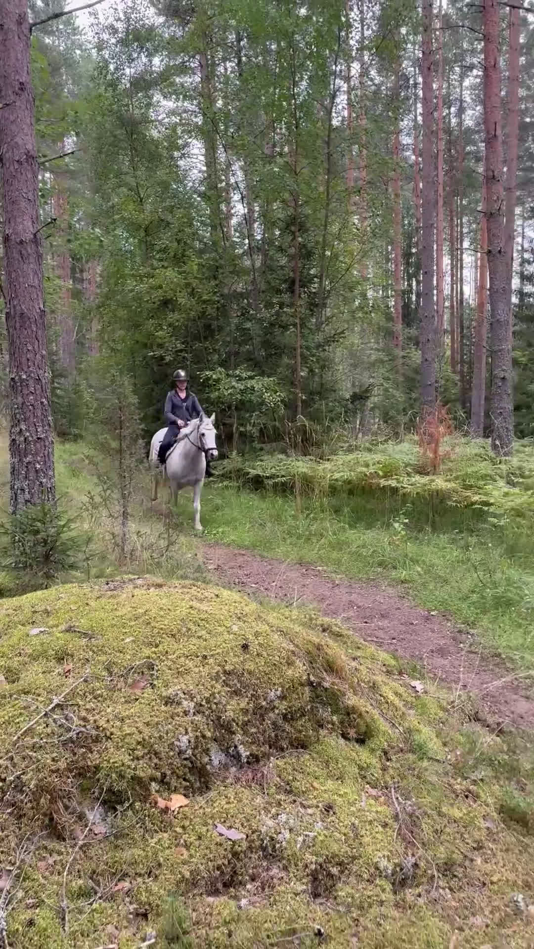 Allround hästar till salu: En bästa kompis med glimten i ögat  i Gävle - Video 2