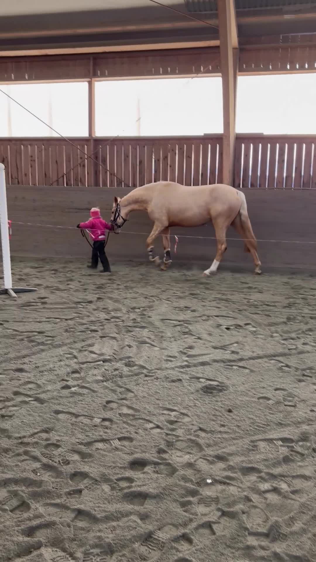 Dressyr hästar till salu: Toppklassigt dressyr sto 🐴 - Video 5