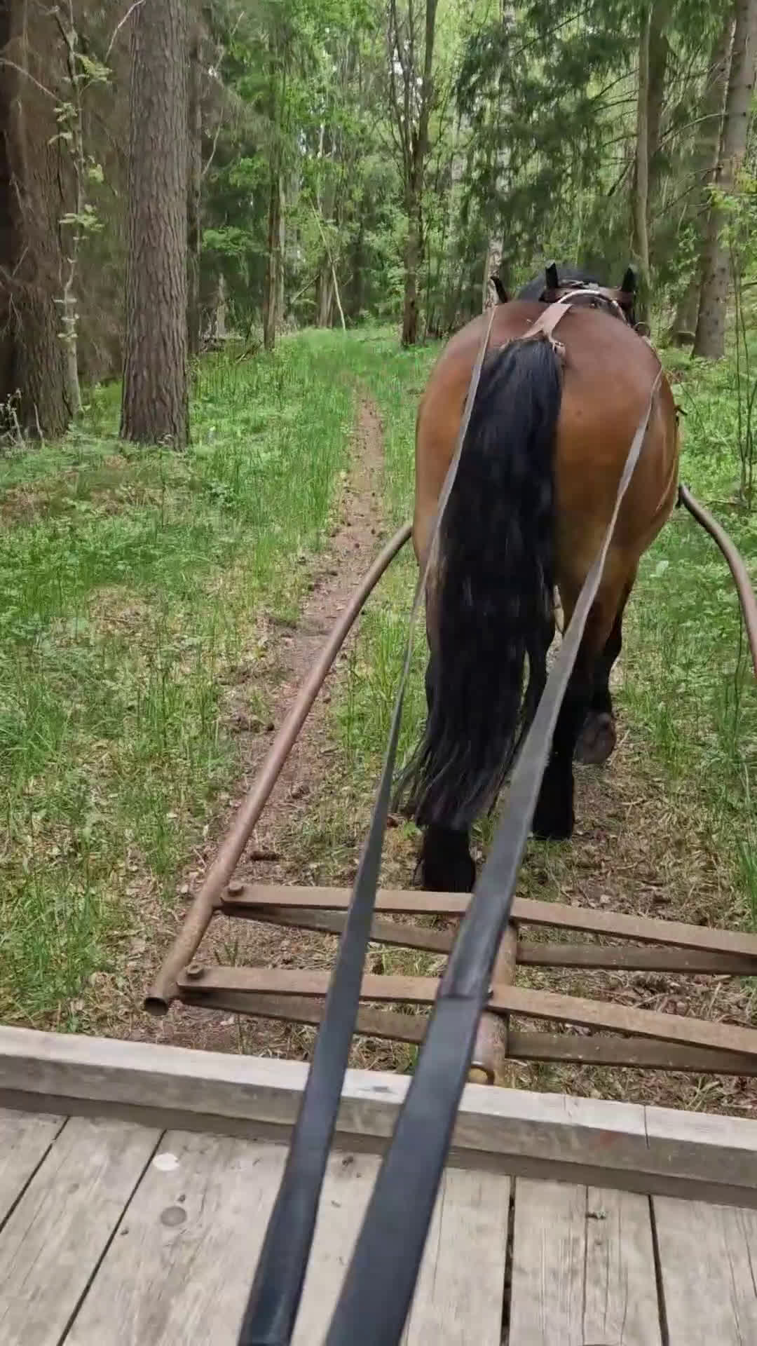 Körning hästar till salu: Fin inkörd/inriden valack 4 år i Månkarbo - Video 1