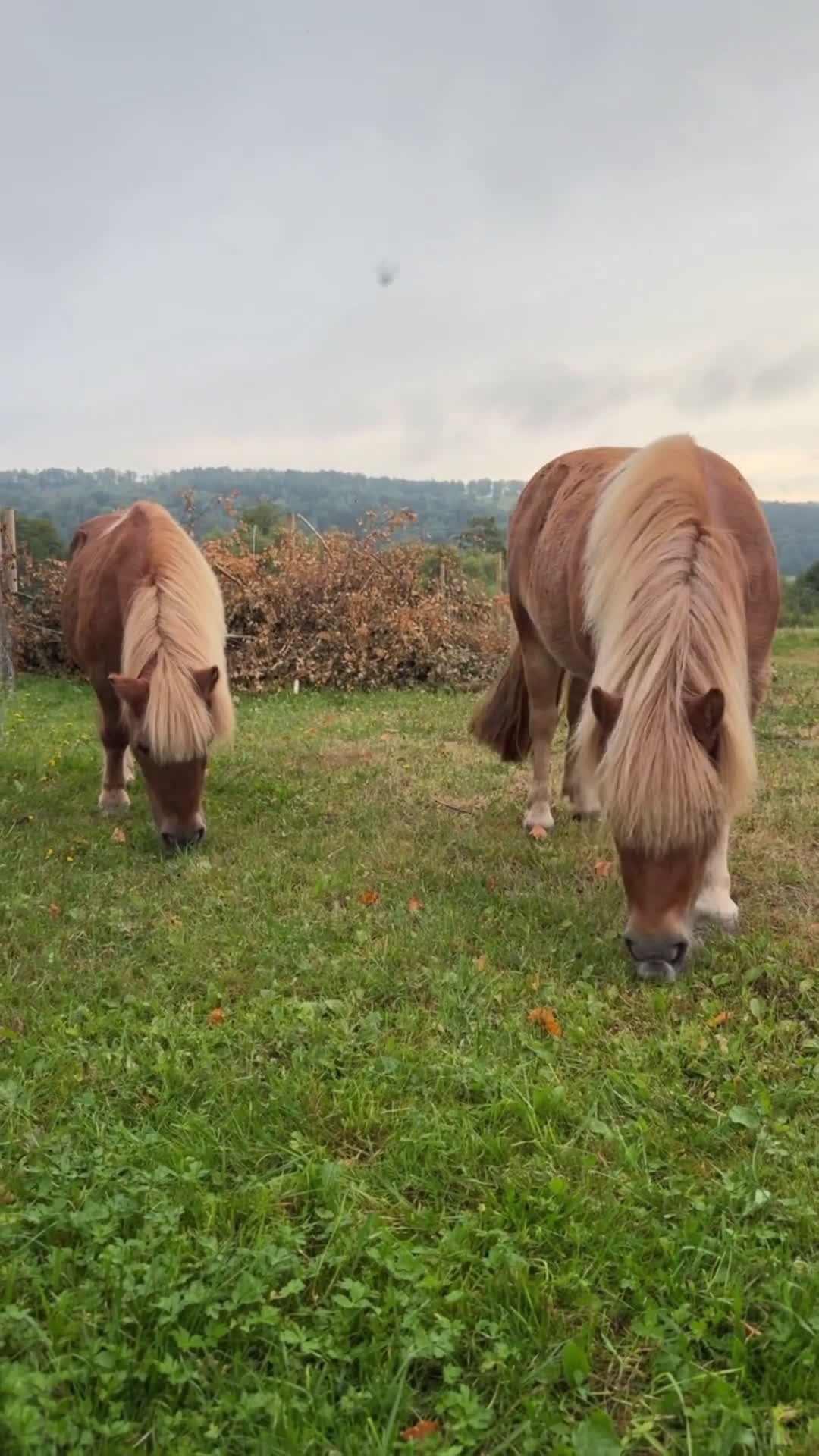 Sällskap hästar till salu: Shetlandsponny Mamma&dotter i Båstad - Video 1