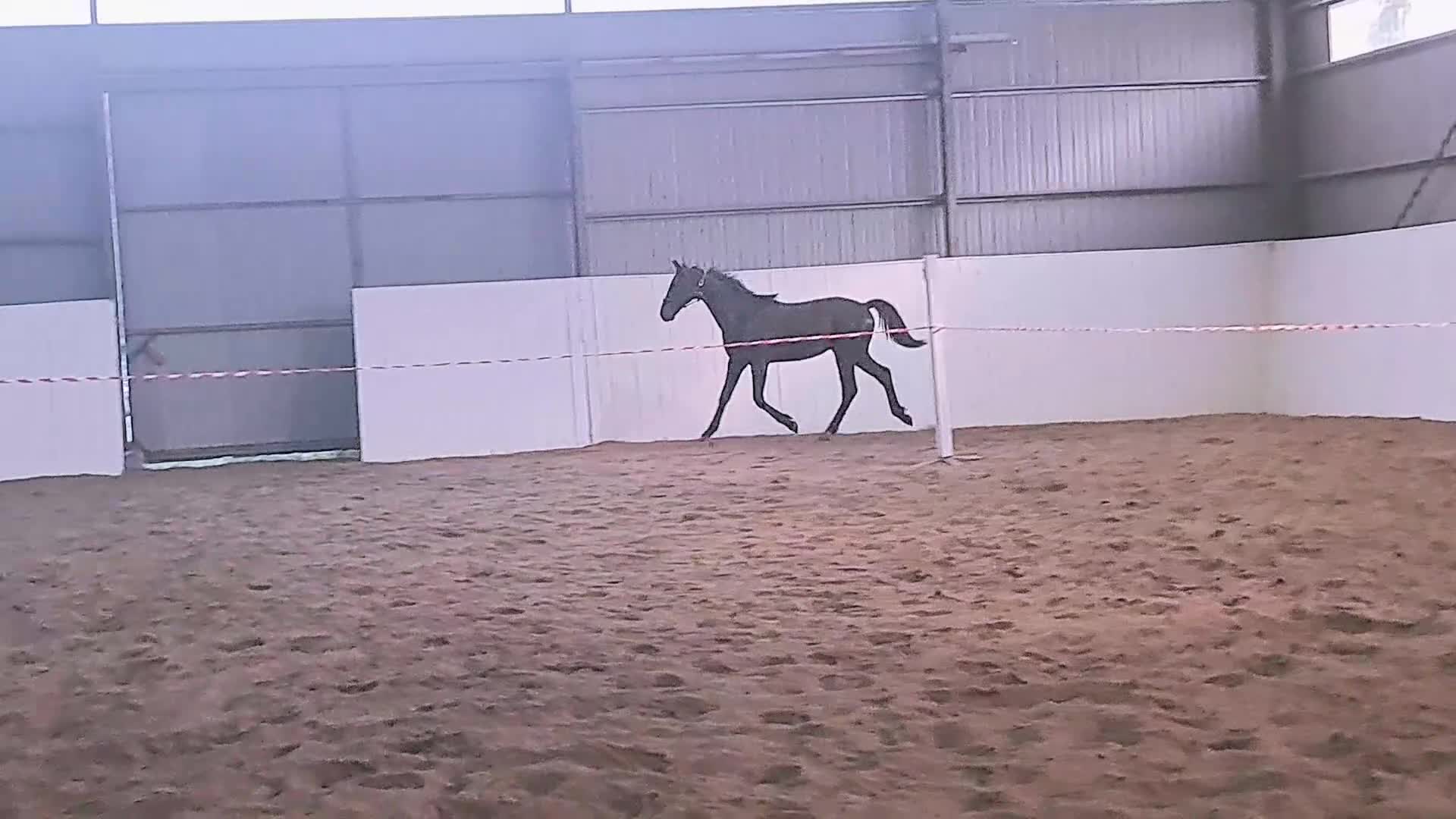 Dressyr hästar till salu: Ettårshingst e: Extreme U.S  - Video 1
