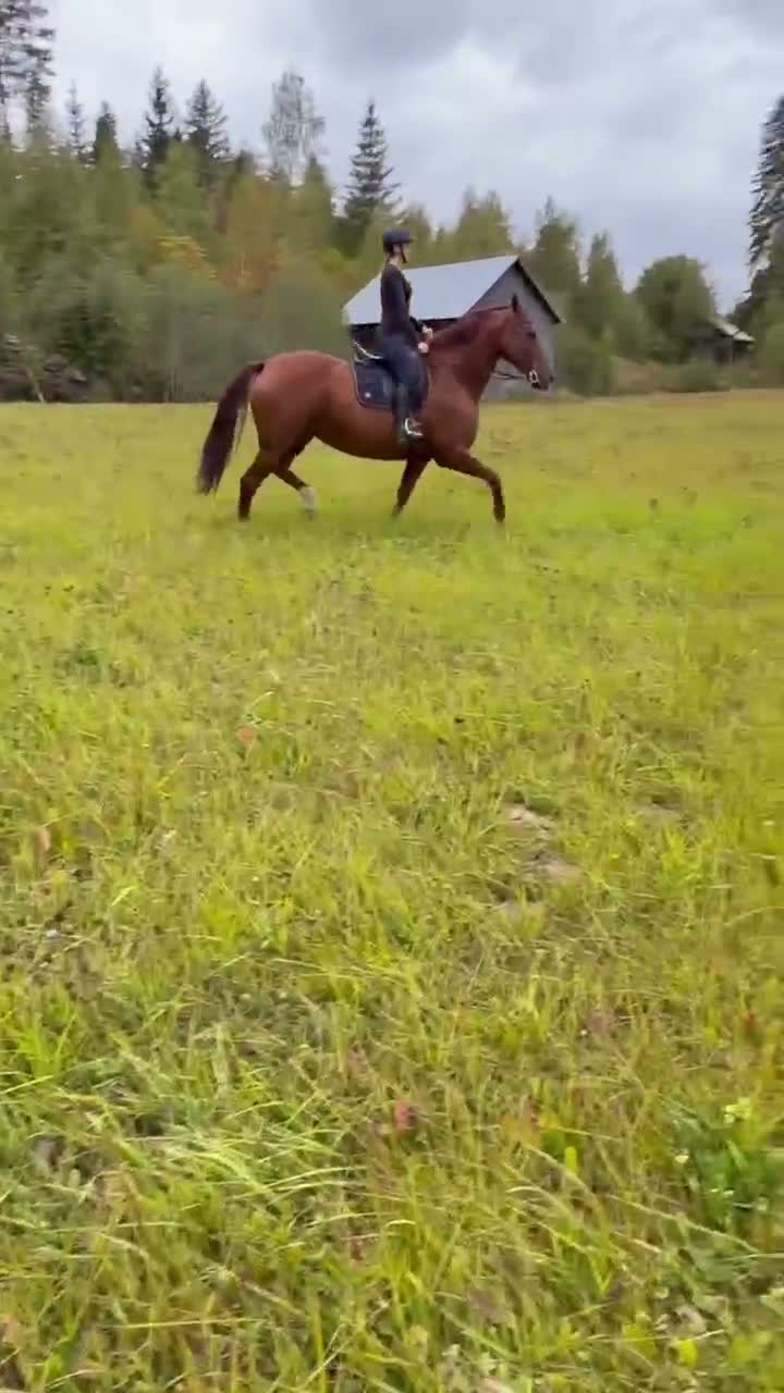 Allround hästar till salu: 11-årigt sto - Video 2