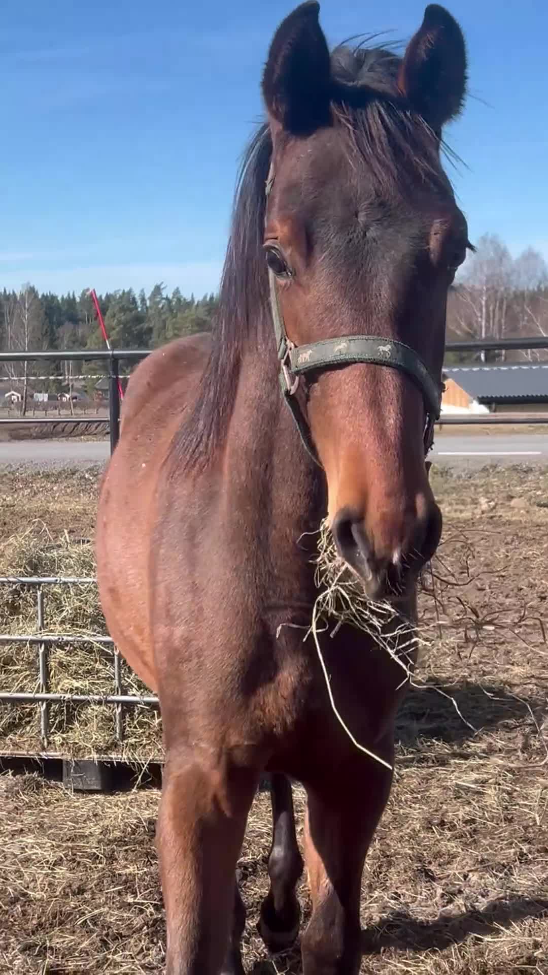 Allround hästar till salu: FYNDA fin 1 åring.  - Video 1