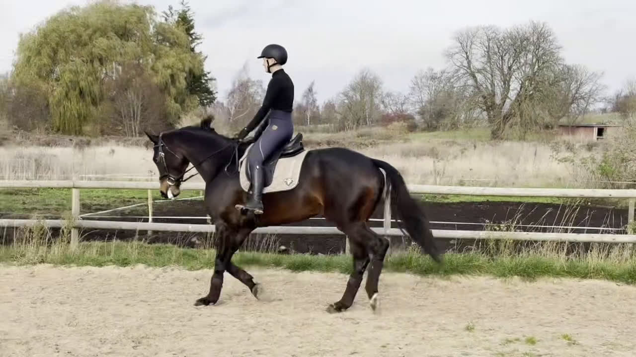 Dressyr hästar till salu: Vackert dressyr sto med toppstam i Fjälkinge - Video 3