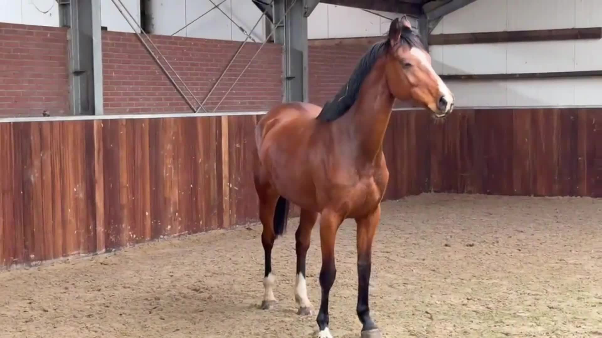 Hoppning hästar till salu: Trevligt sto - Video 2