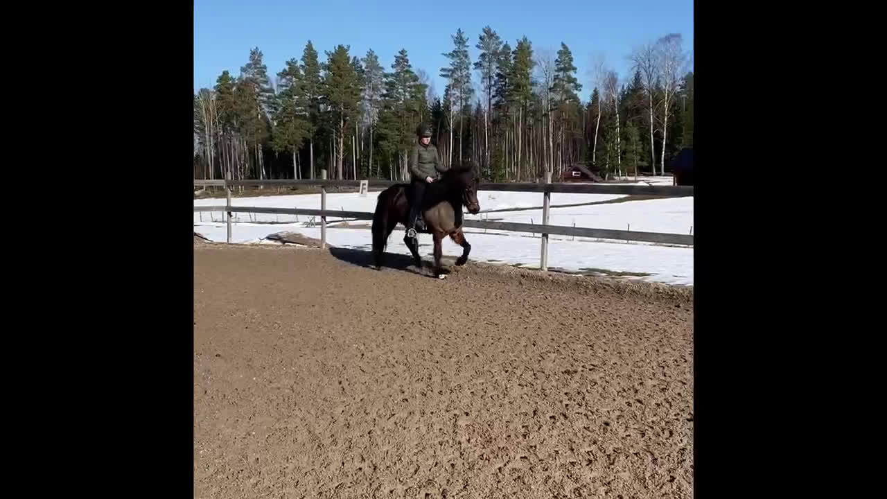 Island hästar till salu: Lyxig ridhäst i Norberg - Video 1