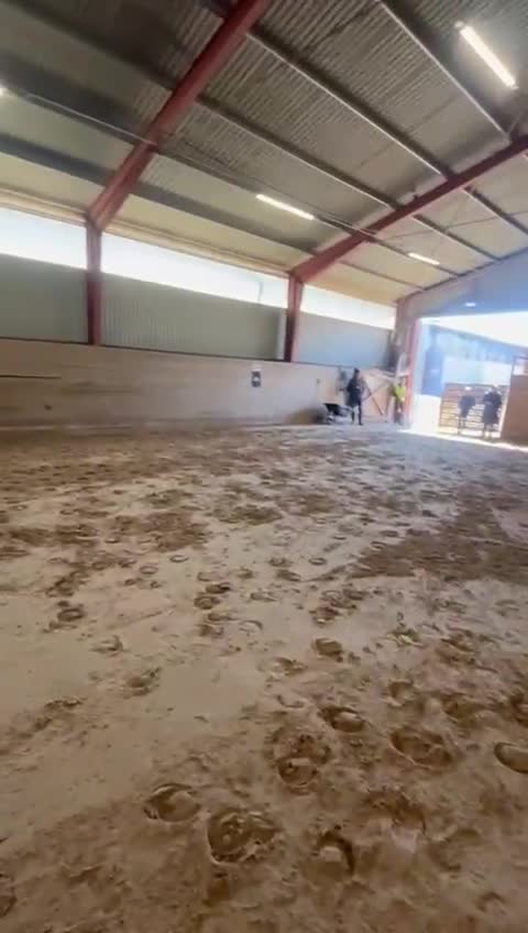 Hoppning hästar till salu: Luna  - Video 1