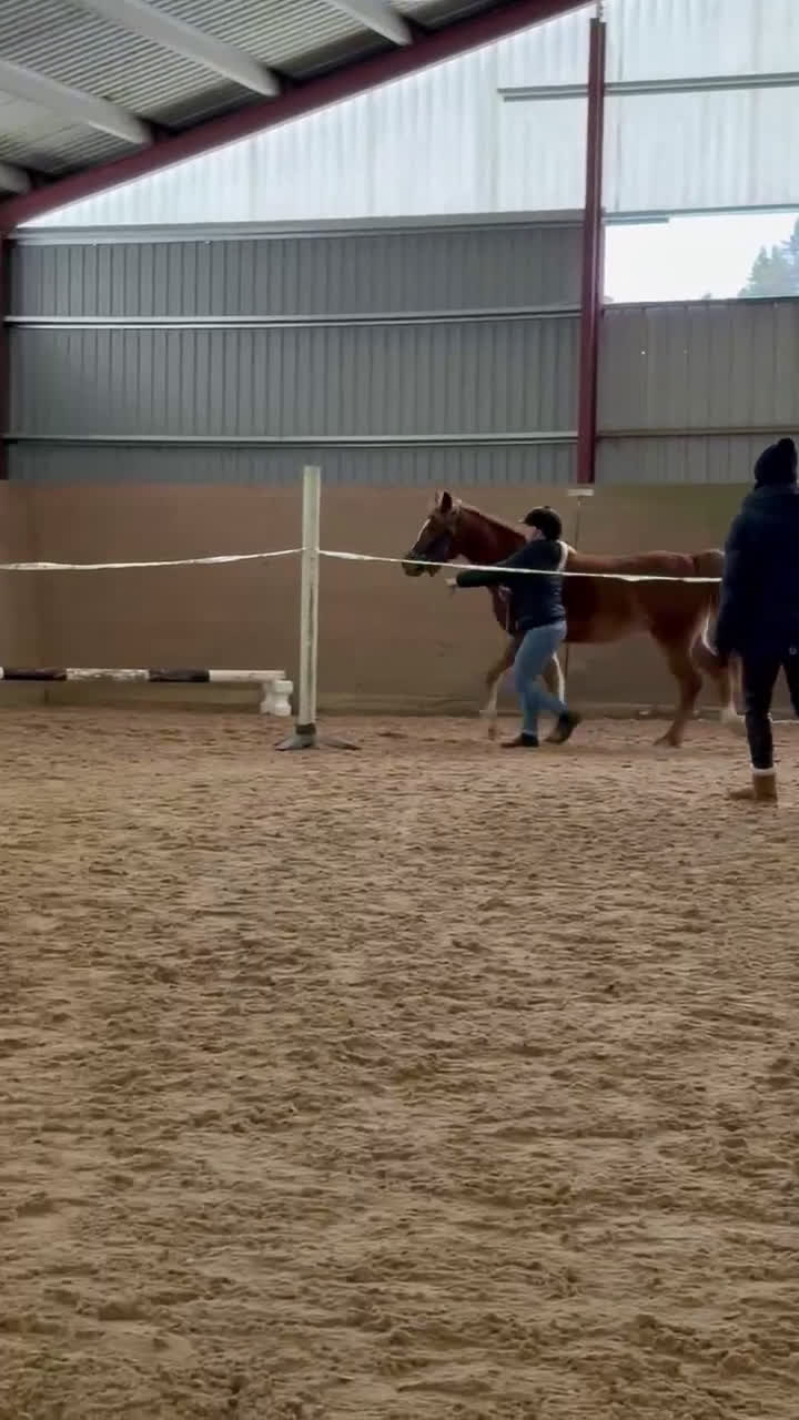 Allround hästar till salu: Lovande framtidsponny 🌸 - Video 1