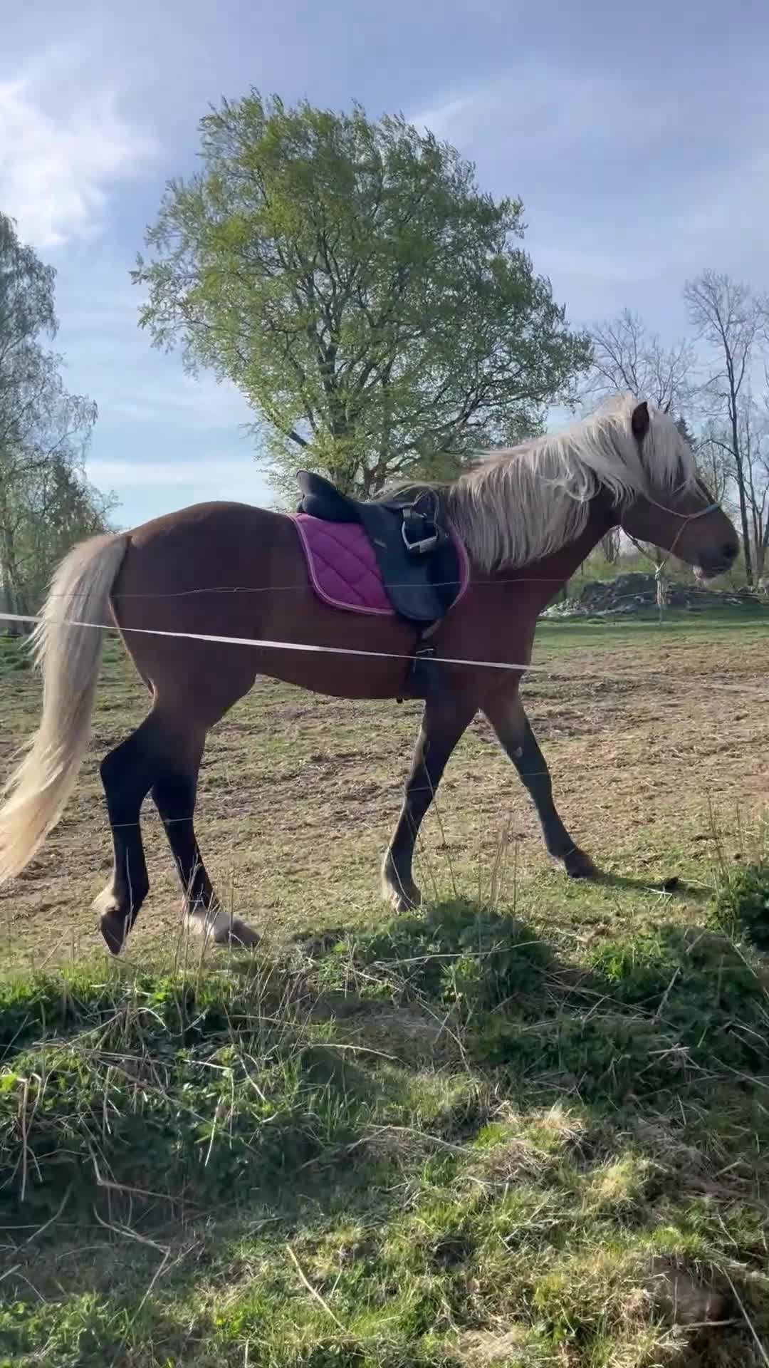 Allround hästar till salu: En bra häst att börja utbilda - Video 4