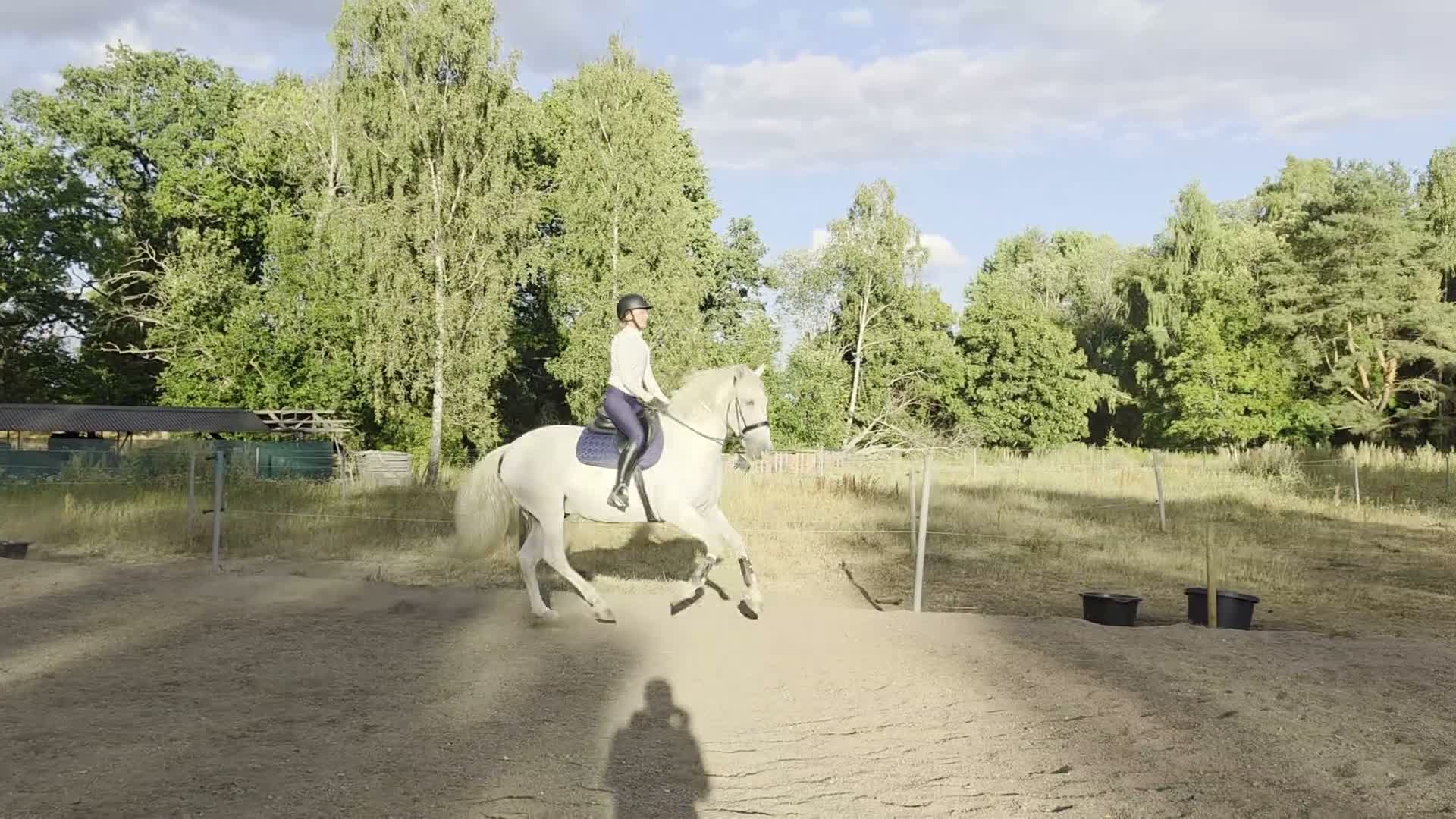 Allround hästar till salu: PRE Valack  - Video 2