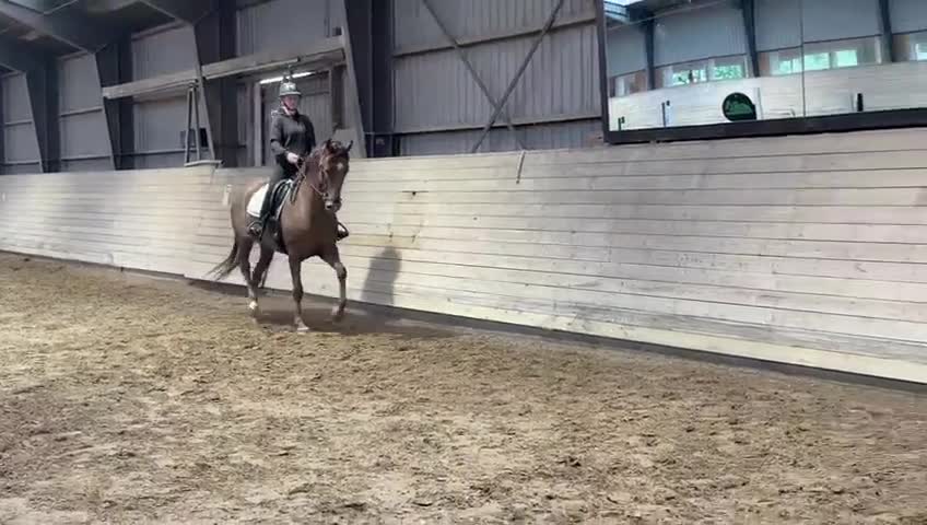 Allround hästar till salu: Miss Money penny! Looking for your new best friend - Video 3