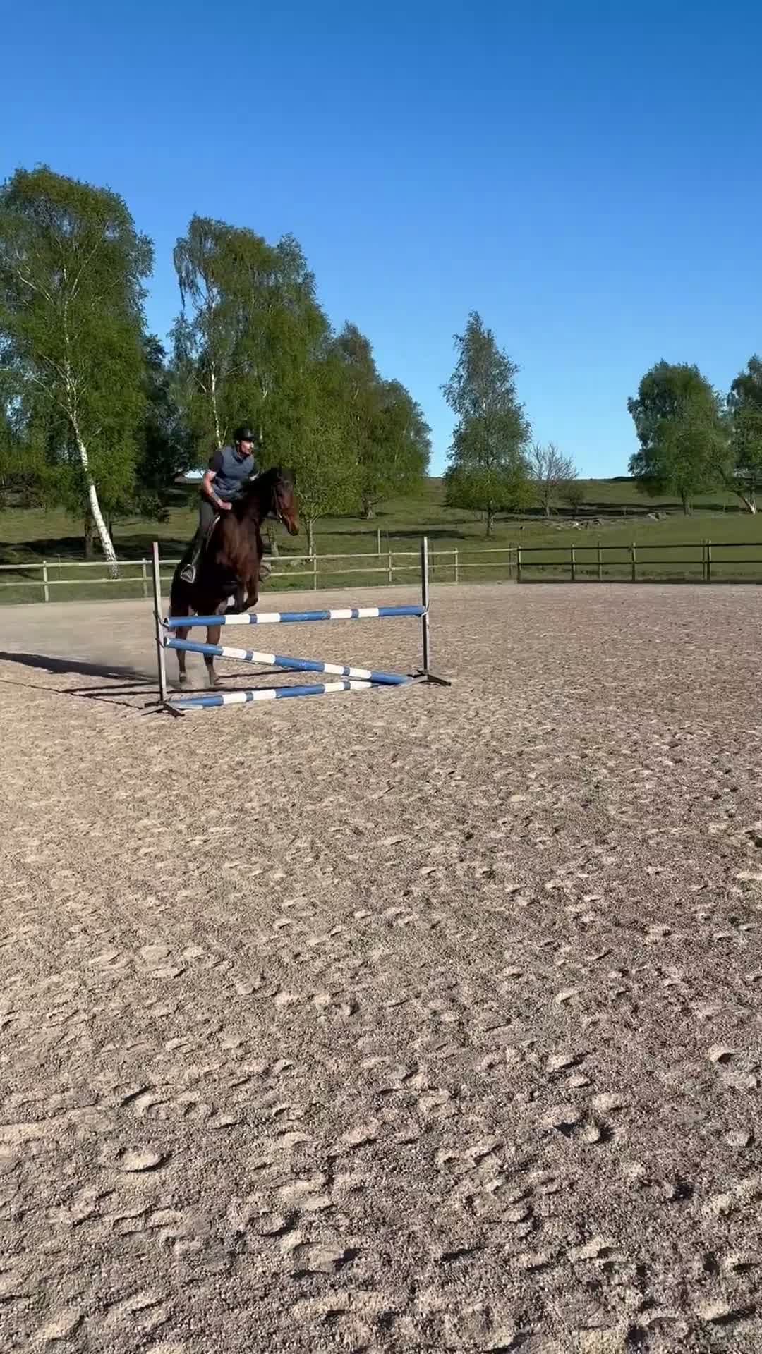 Allround hästar till salu: Världens snällaste häst - Video 2