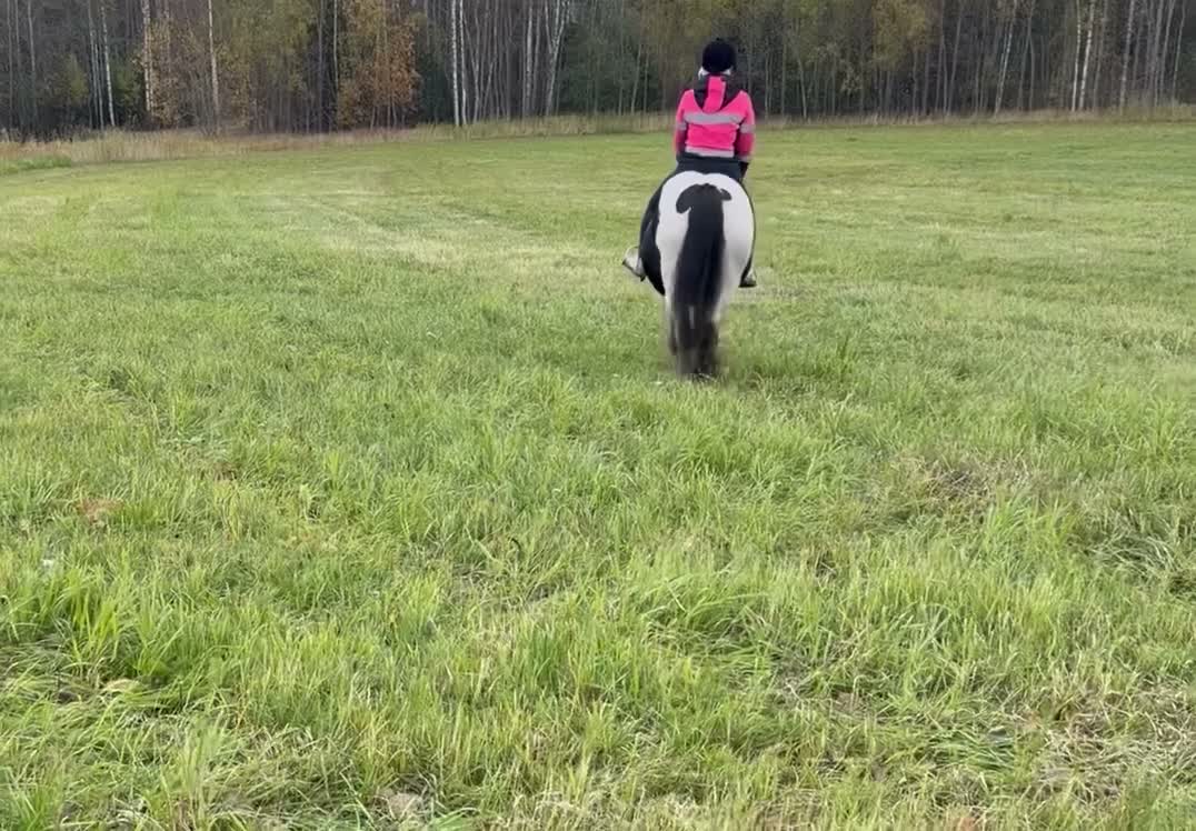 Allround hästar till salu: Genomsnäll 10 årig cobponny - Video 3