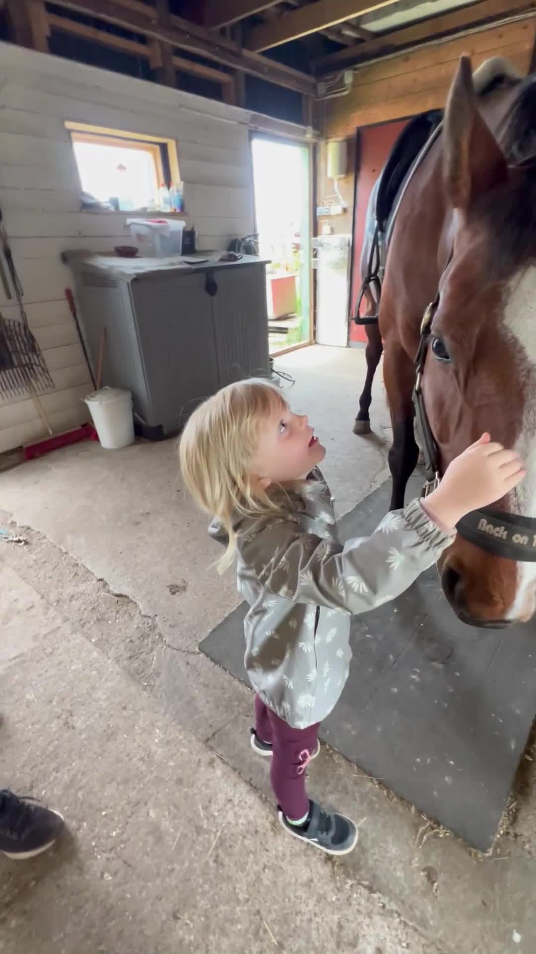 Dressyr hästar till salu: Läromästare för hobbyridning - Video 1