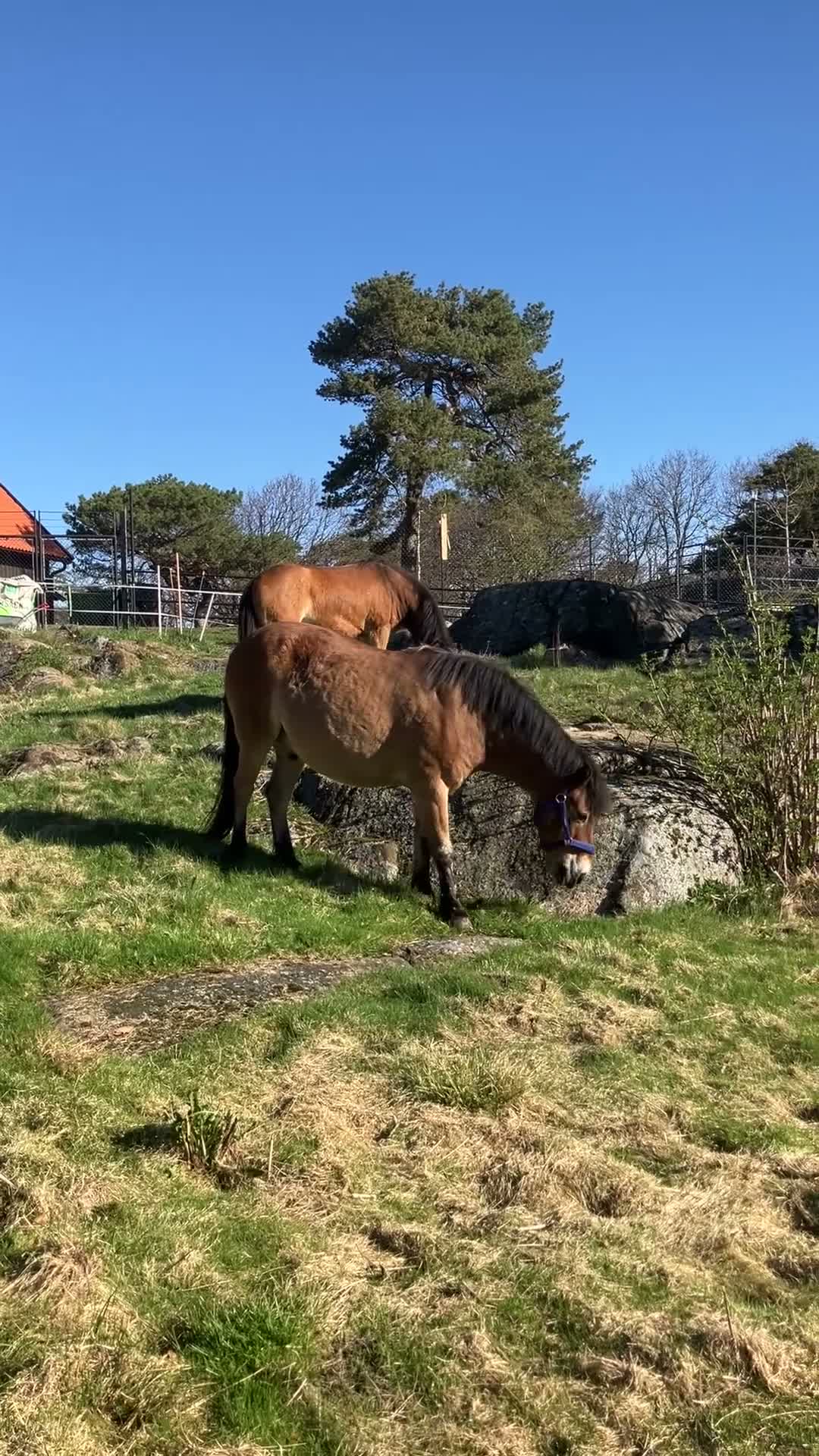 Sällskap hästar till salu: Vänlig sällskapsponny i Göteborg - Video 2