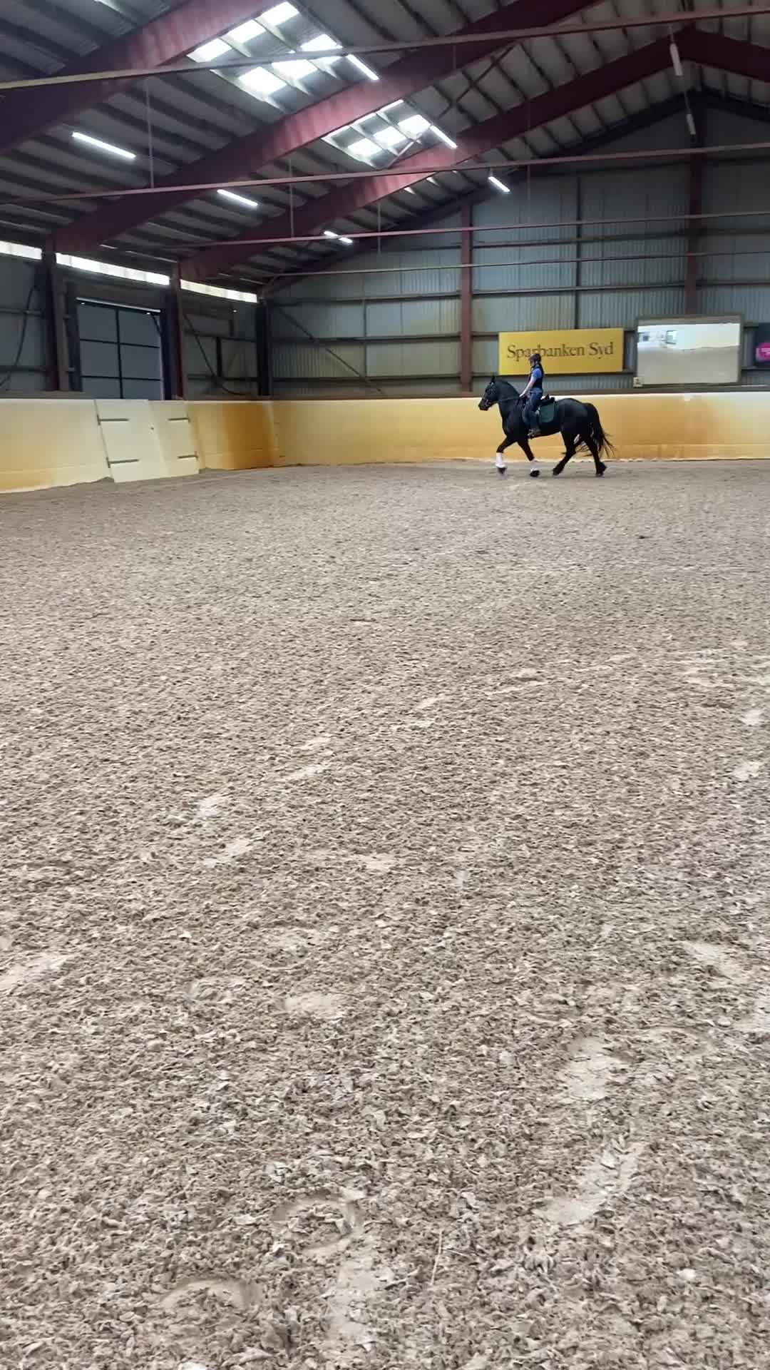 Allround hästar till salu: Lyxig, vänlig hobbyhäst!  i Brösarp - Video 2