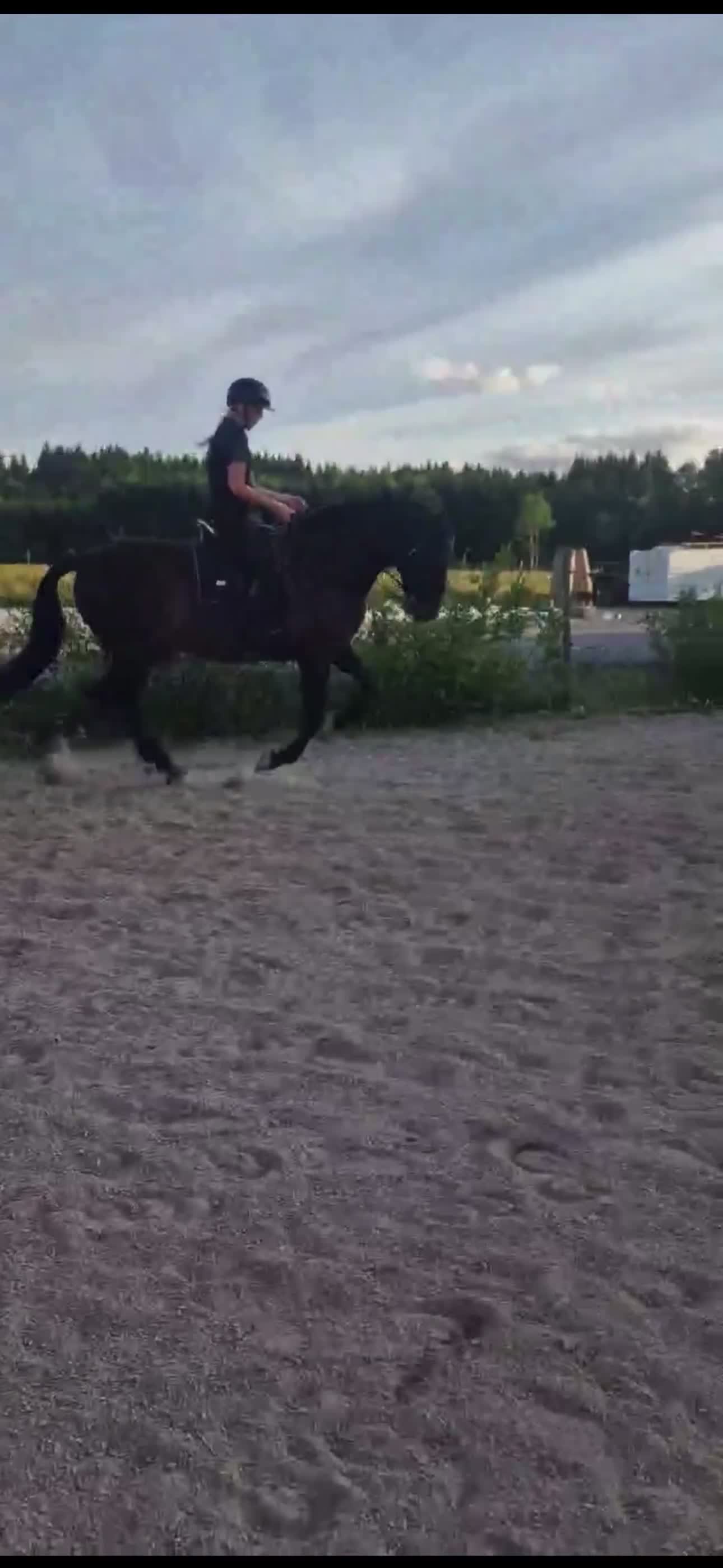 Allround hästar till salu: PRE valack i sina bästa år - Video 3