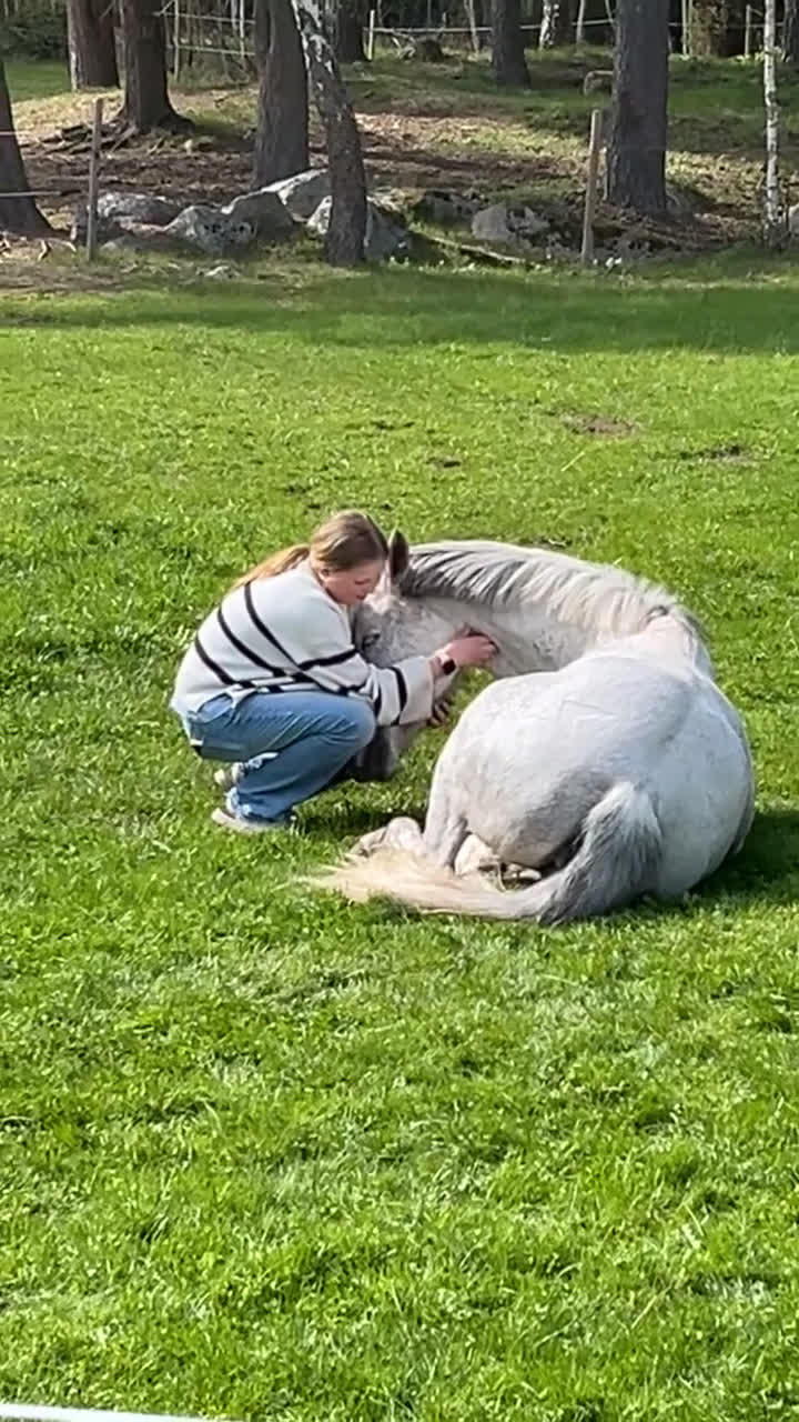 Allround hästar till salu: Mysig hobbyponny  - Video 1