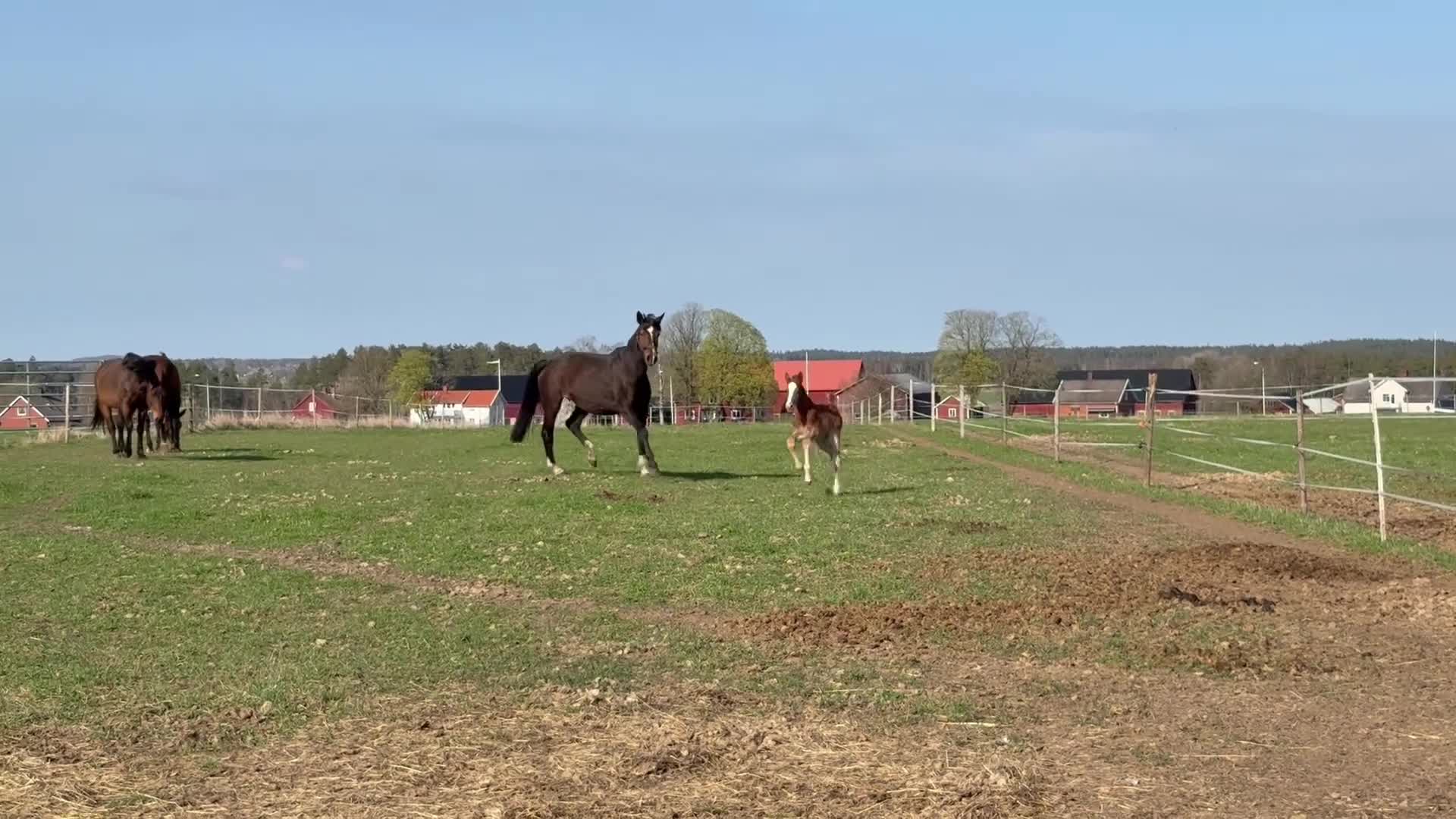 Hoppning hästar till salu: Häftig SWB-åring för framtiden - Video 3