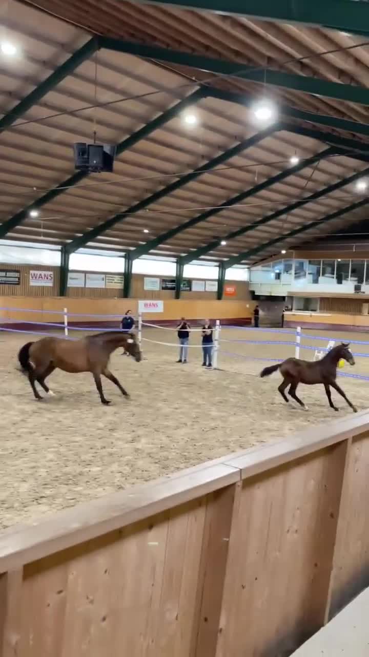 Avelshästar hästar till salu: Avelssto/promenadshäst selektionssto  - Video 1