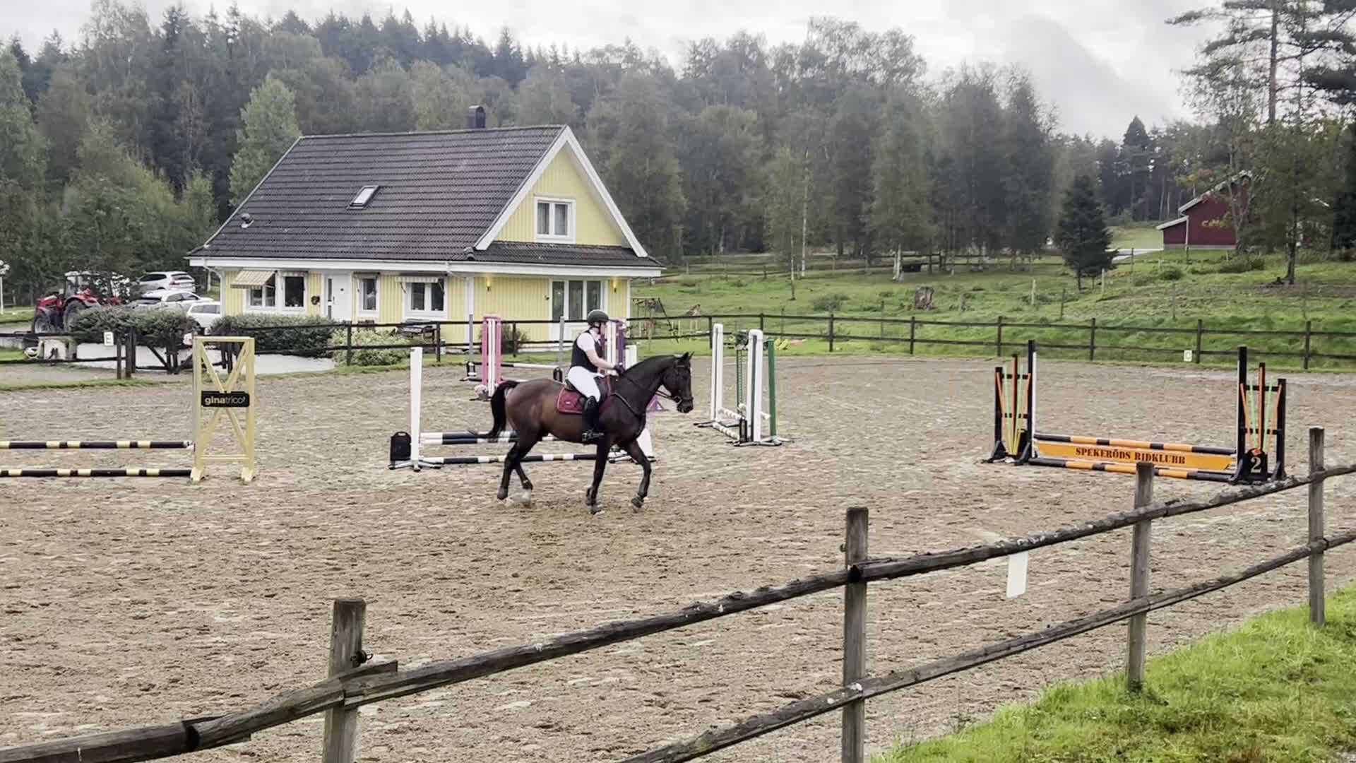 Hoppning hästar till salu: Häst med kapacitet i Henån - Video 1