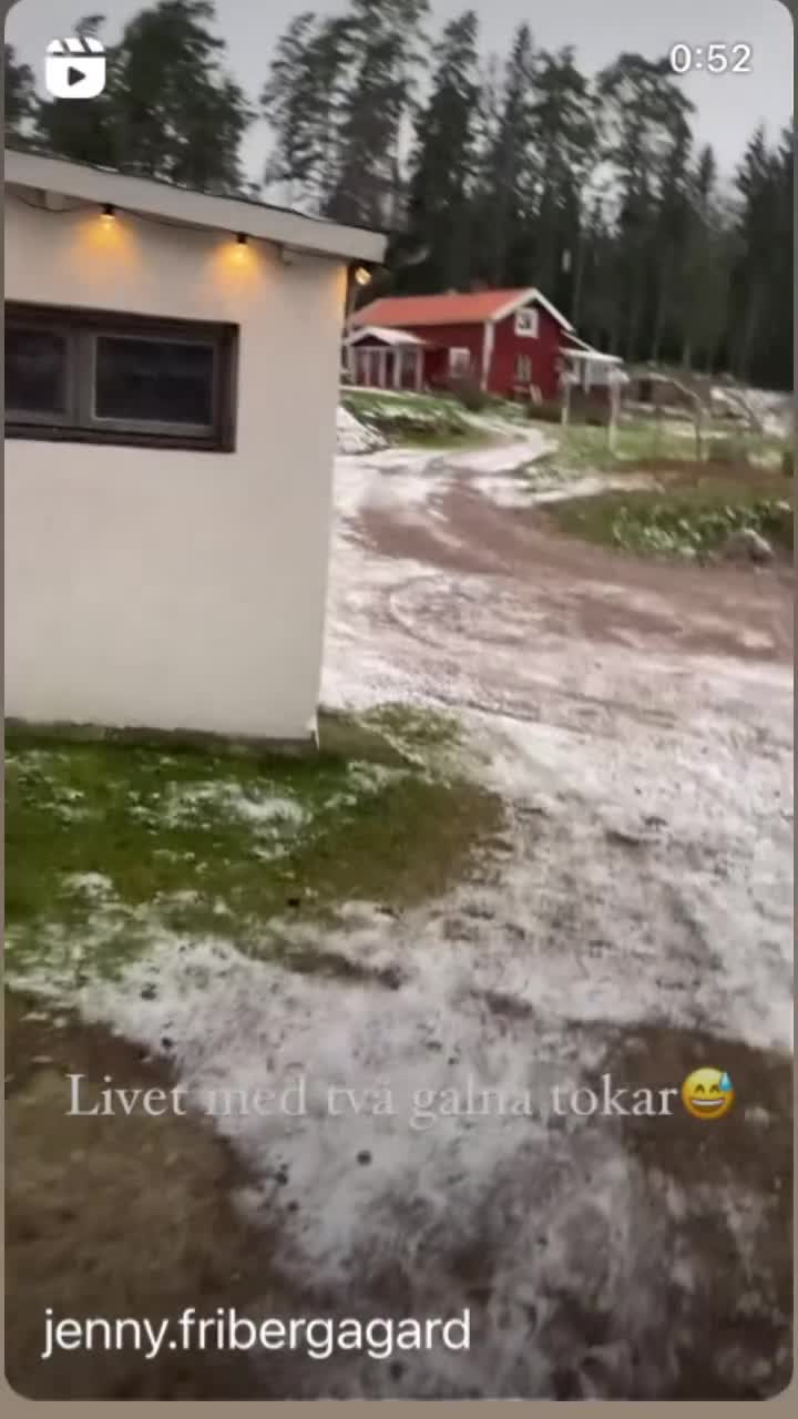 Sällskap hästar till salu: Den snällaste minishettisen i två par hovar - Video 2