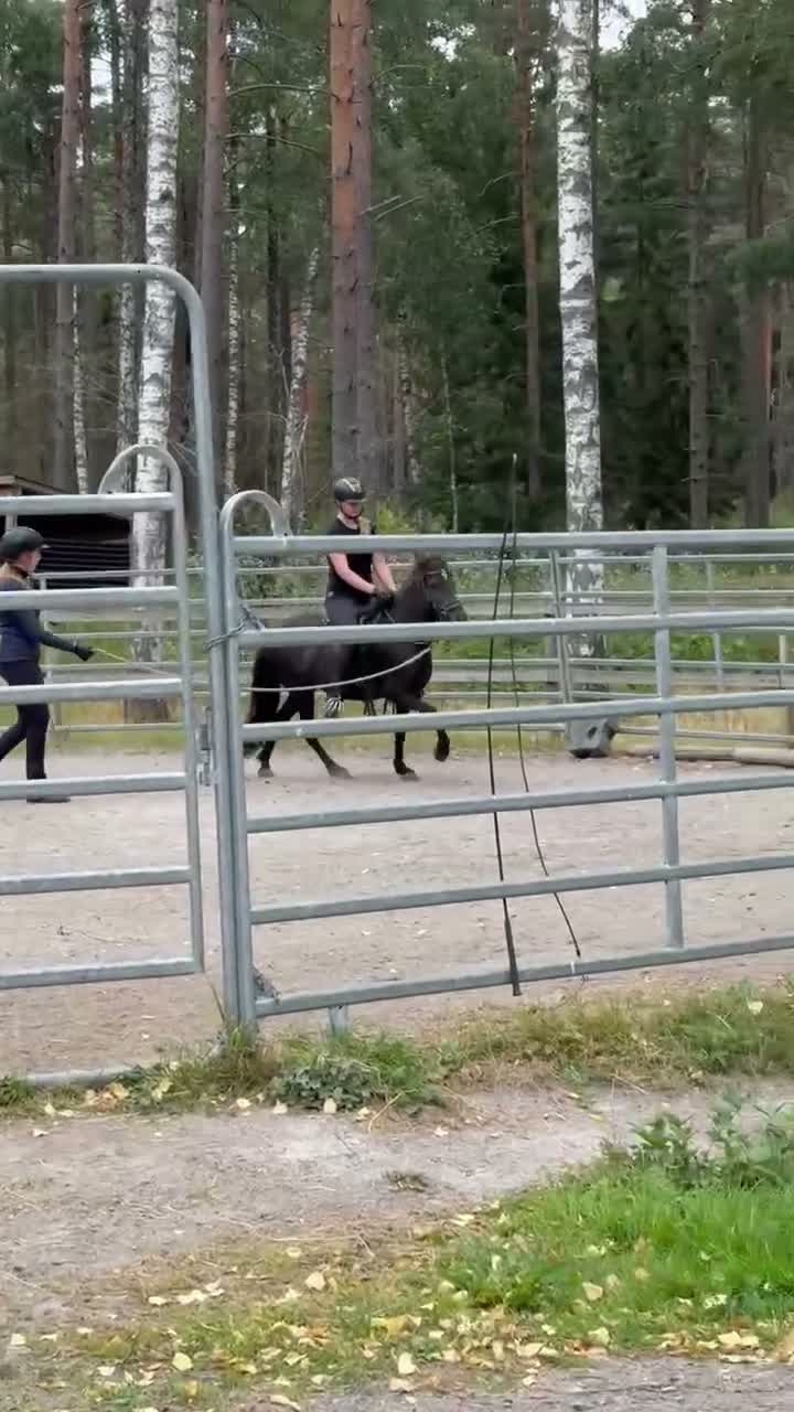 Island hästar till salu: Litet sto med fin tölt  - Video 2