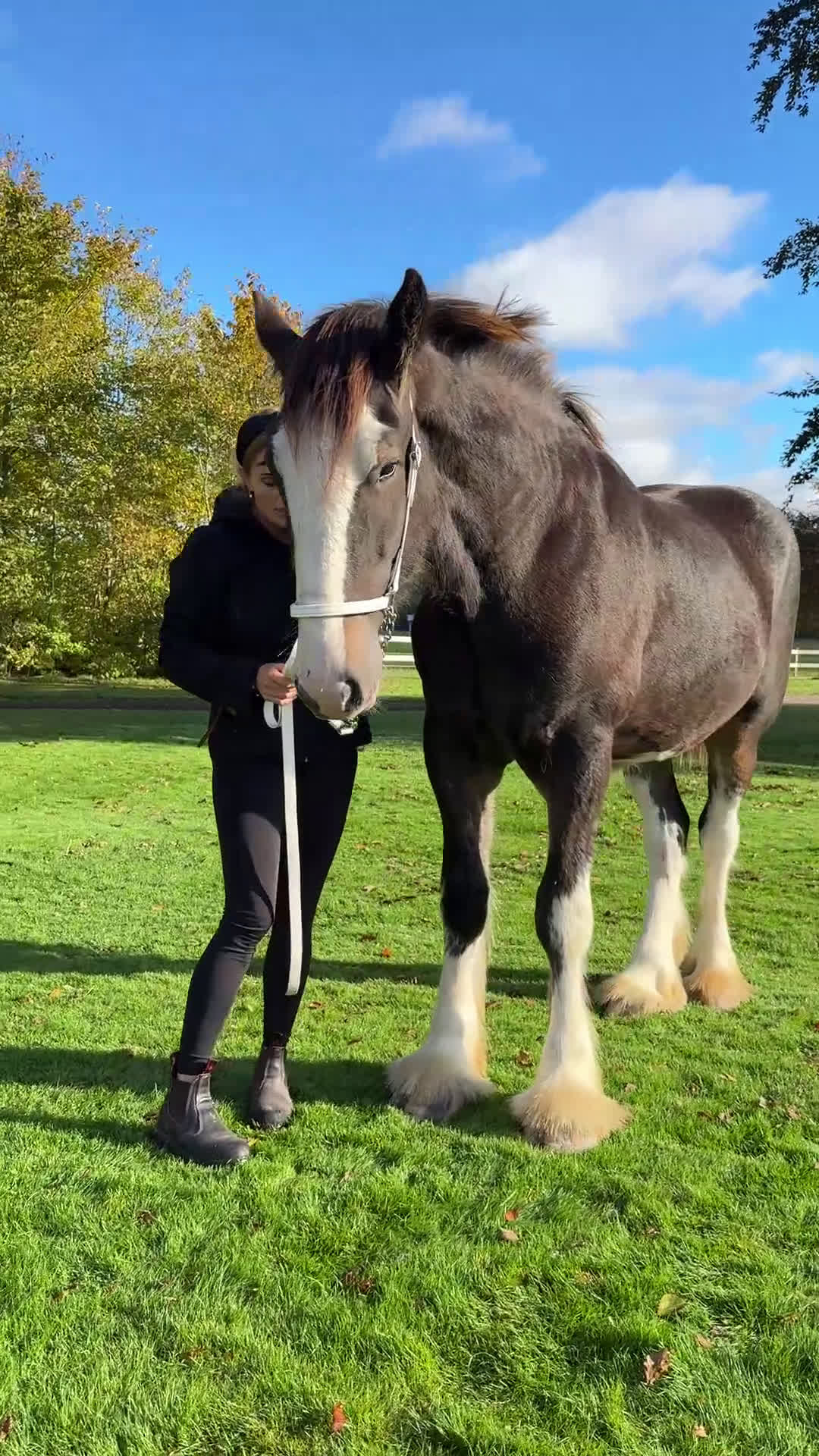 Allround hästar till salu: Shire hingst 1 år  i Klippan - Video 1