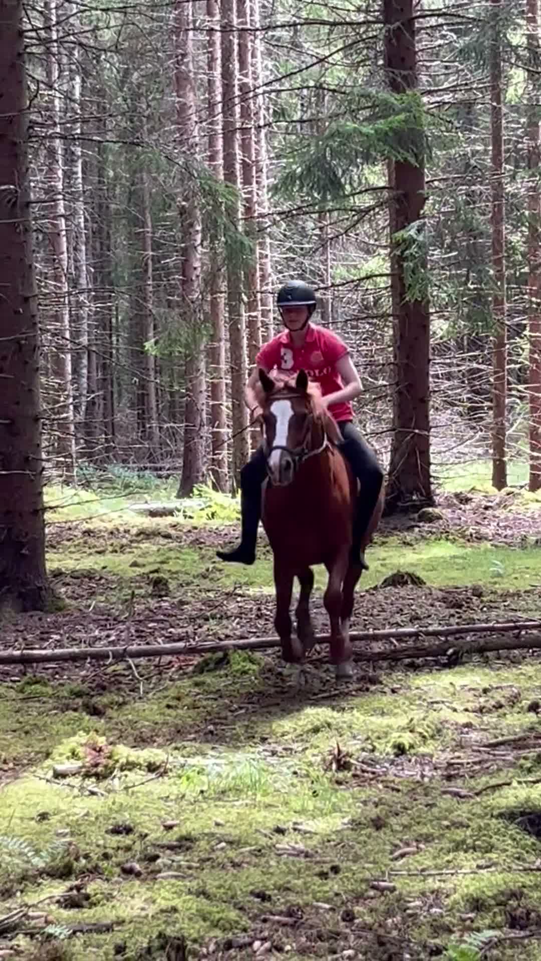 Allround hästar till salu: Trygg mor/dotter allroundponny i Vallentuna - Video 3